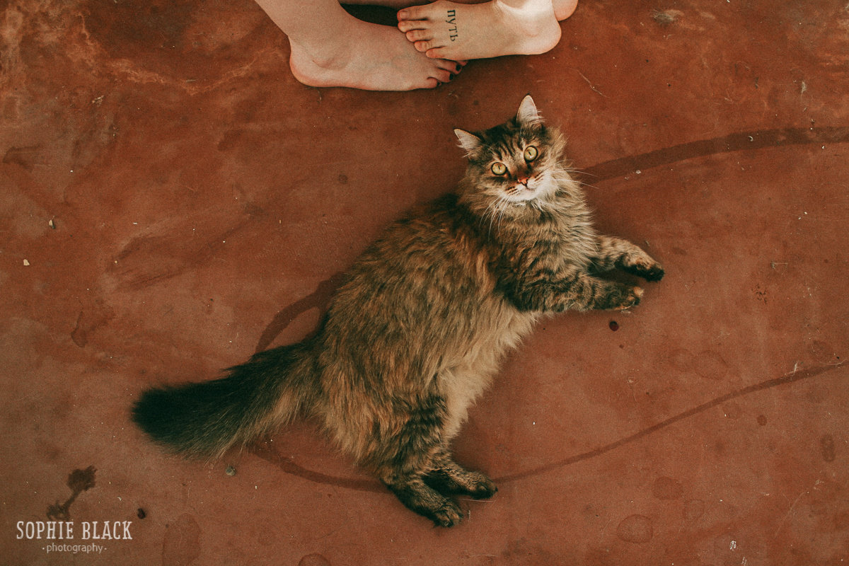 Розовый Фламинго. Соня Черных (sophieblack)