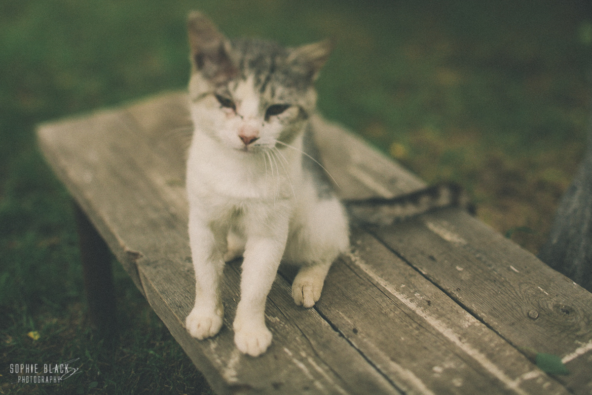 В домике. Соня Черных (sophieblack)