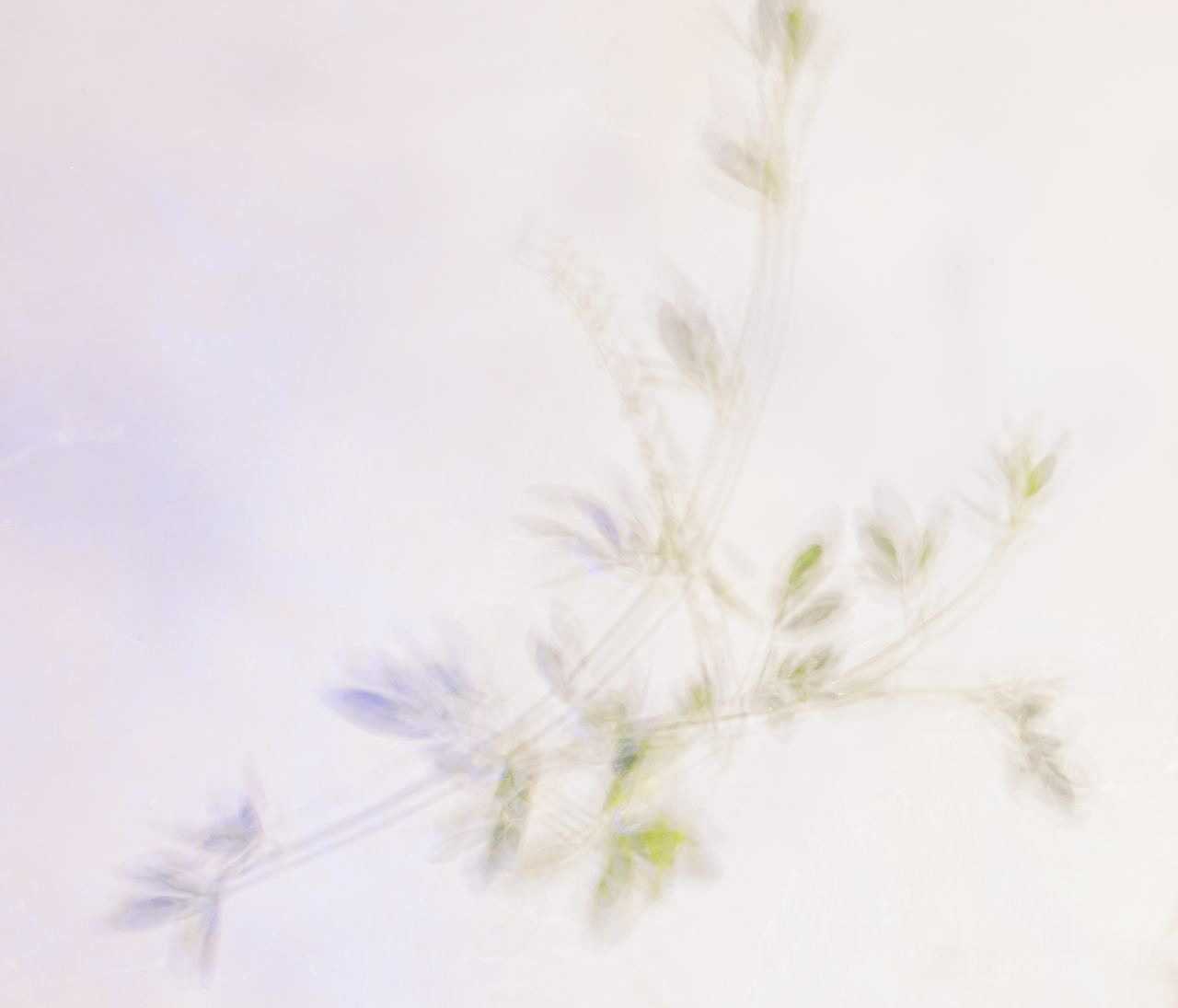 Сорняки. Mixed-media Artist Irina Sokolova