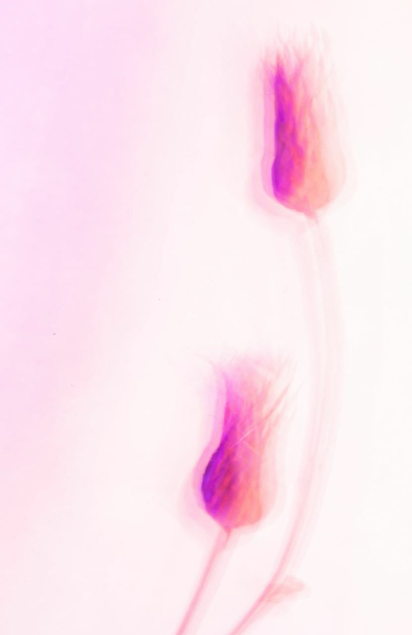 Сорняки. Mixed-media Artist Irina Sokolova