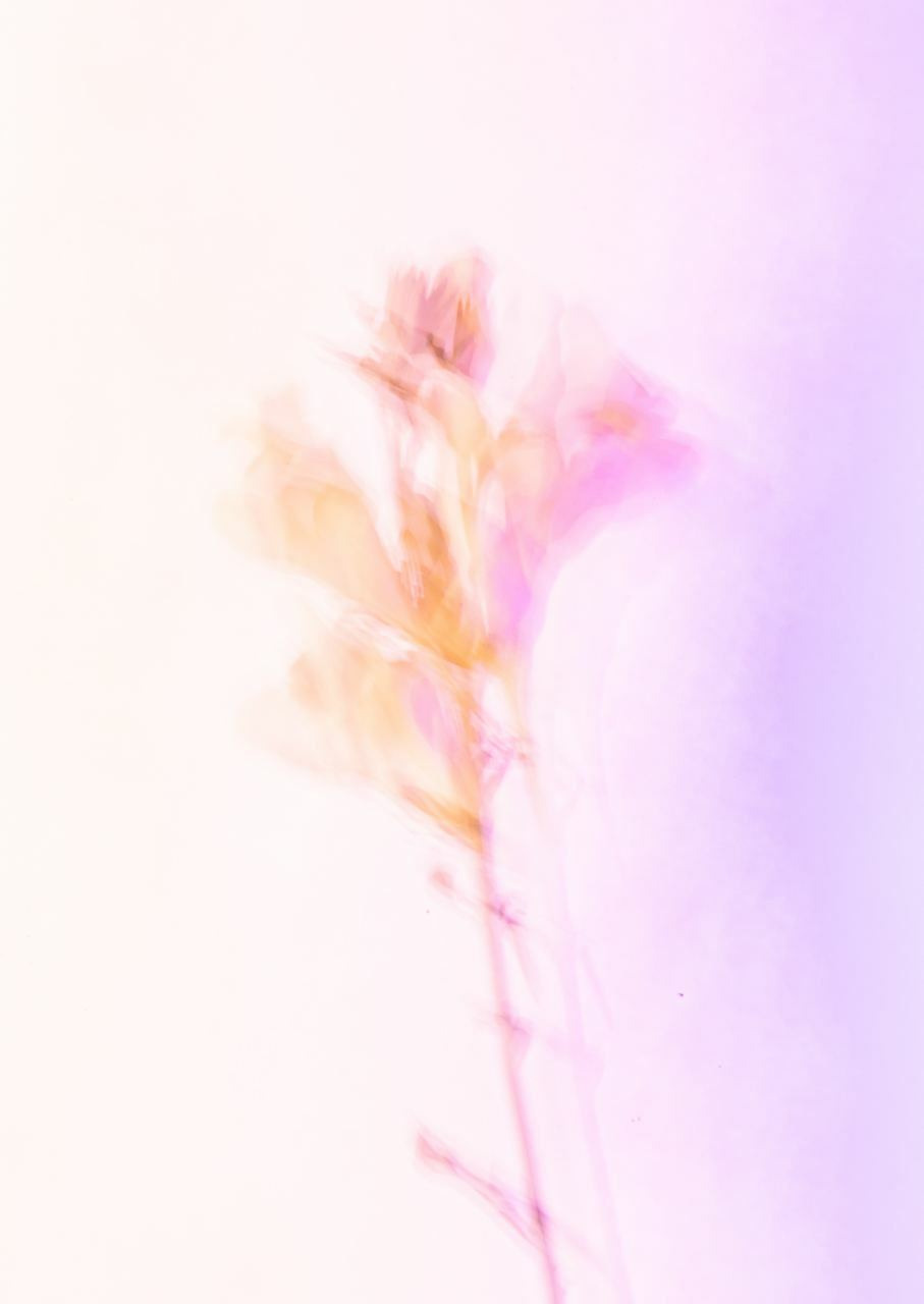 Сорняки. Mixed-media Artist Irina Sokolova