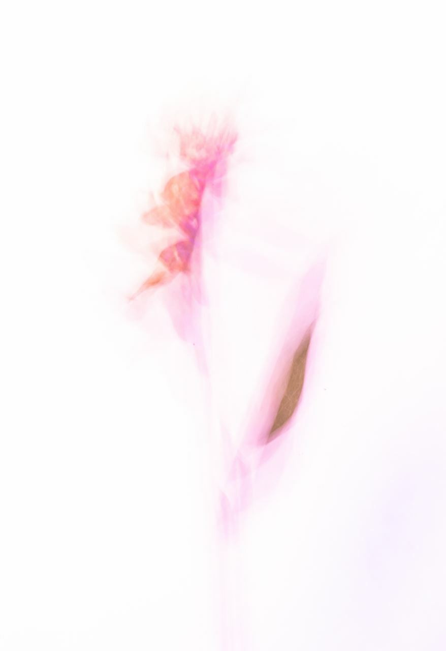 Сорняки. Mixed-media Artist Irina Sokolova