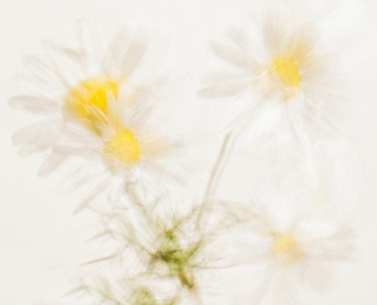 Сорняки. Mixed-media Artist Irina Sokolova