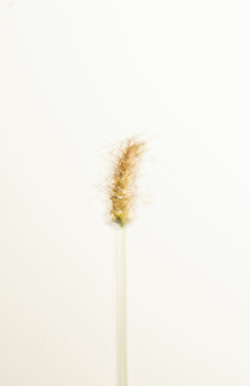 Сорняки. Mixed-media Artist Irina Sokolova