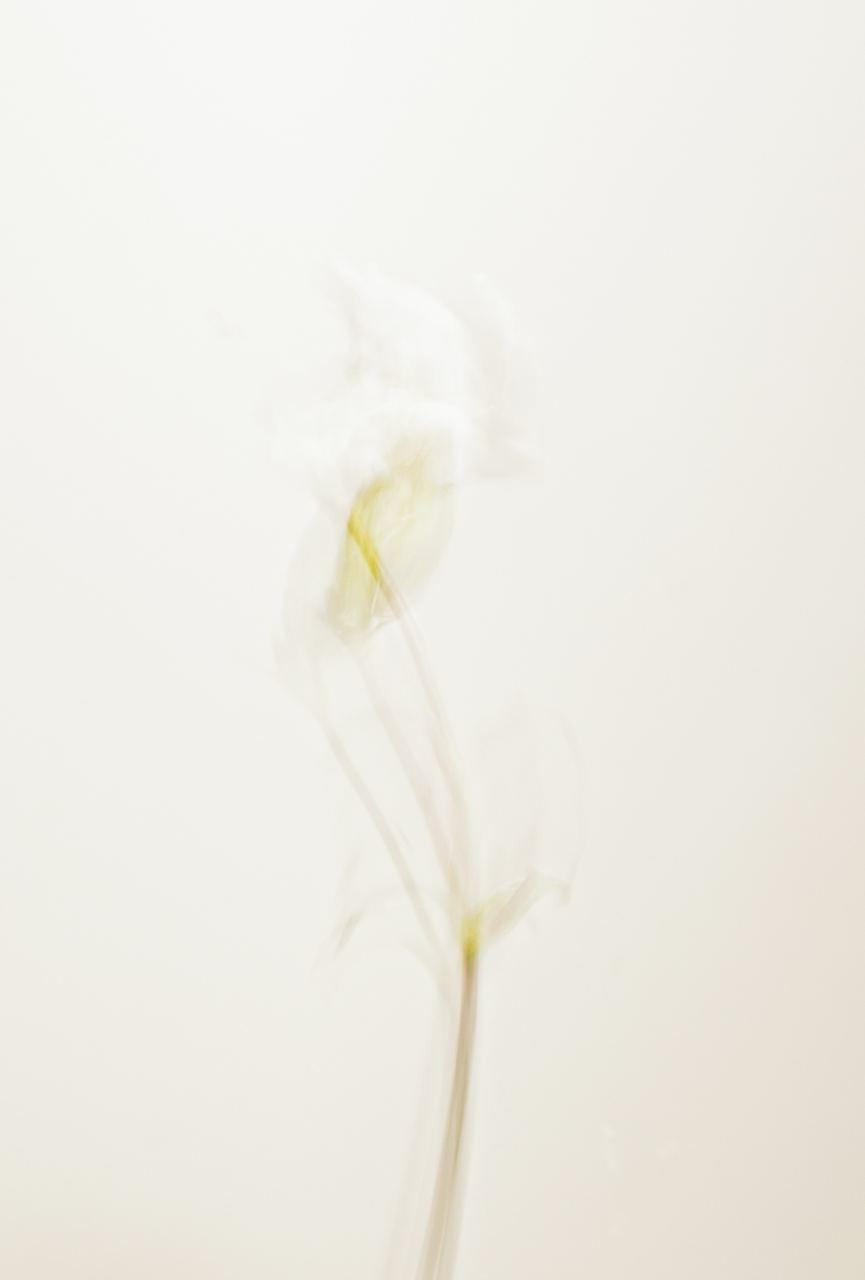 Сорняки. Mixed-media Artist Irina Sokolova