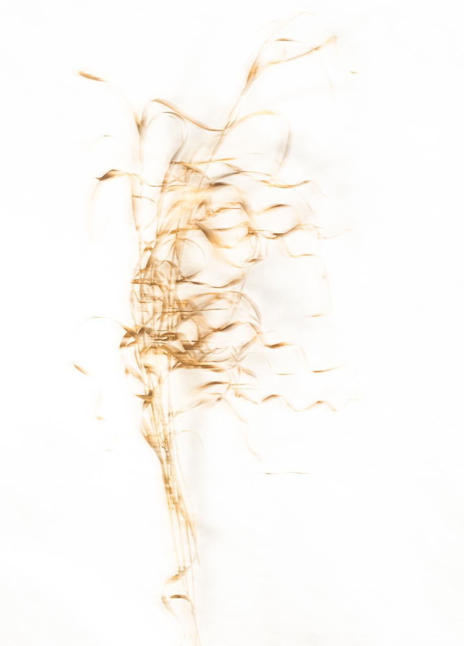 Сорняки. Mixed-media Artist Irina Sokolova