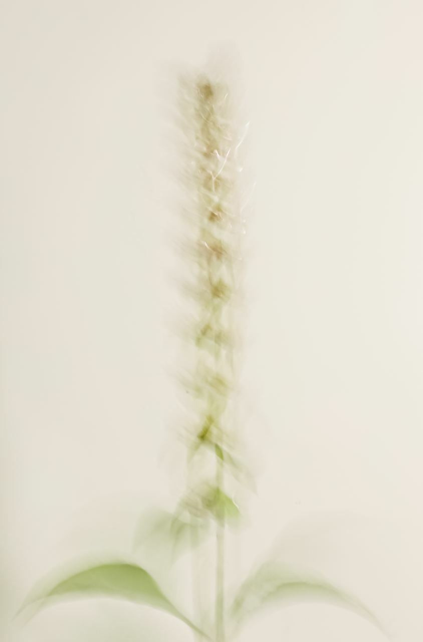 Сорняки. Mixed-media Artist Irina Sokolova