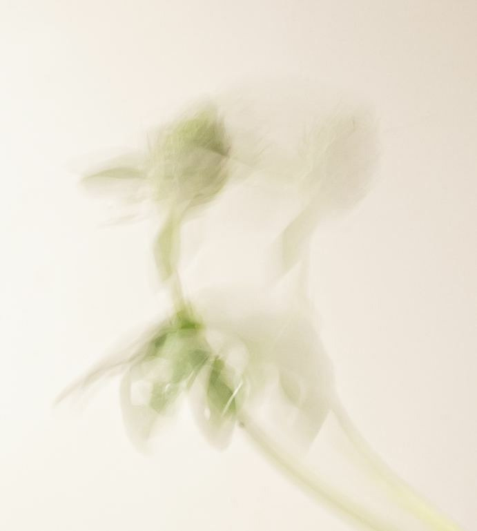 Сорняки. Mixed-media Artist Irina Sokolova