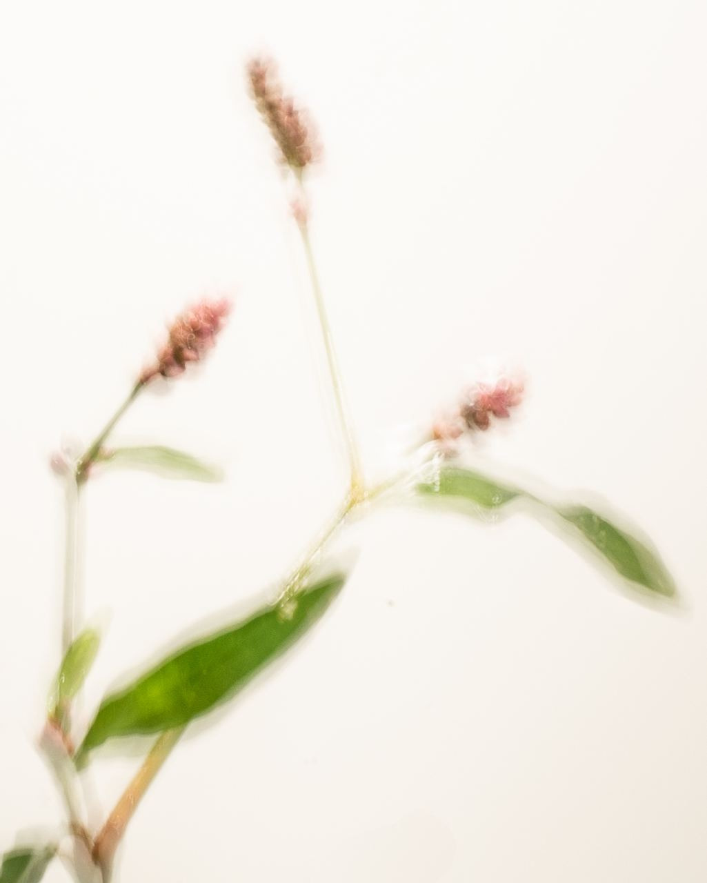 Сорняки. Mixed-media Artist Irina Sokolova