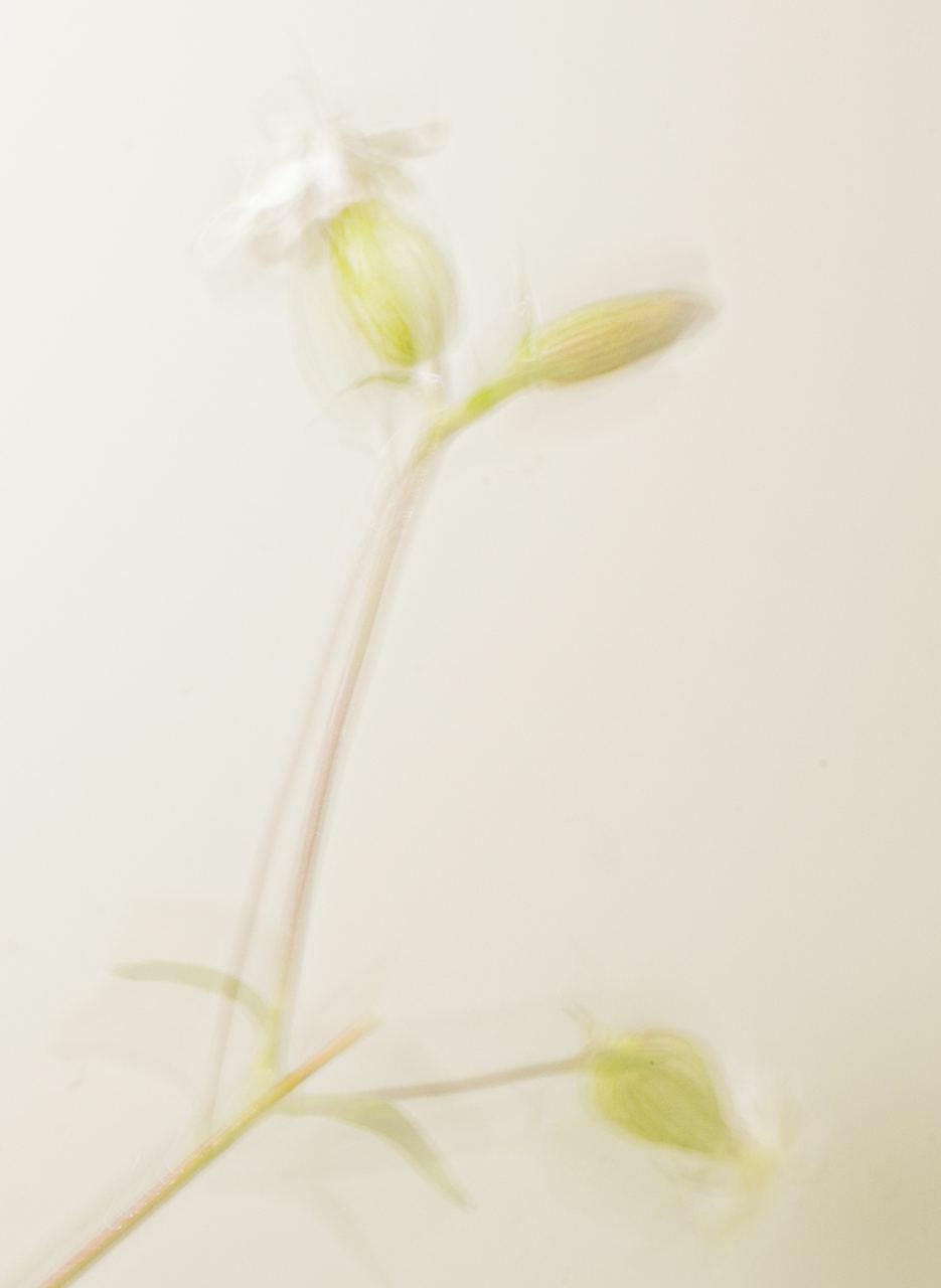 Сорняки. Mixed-media Artist Irina Sokolova