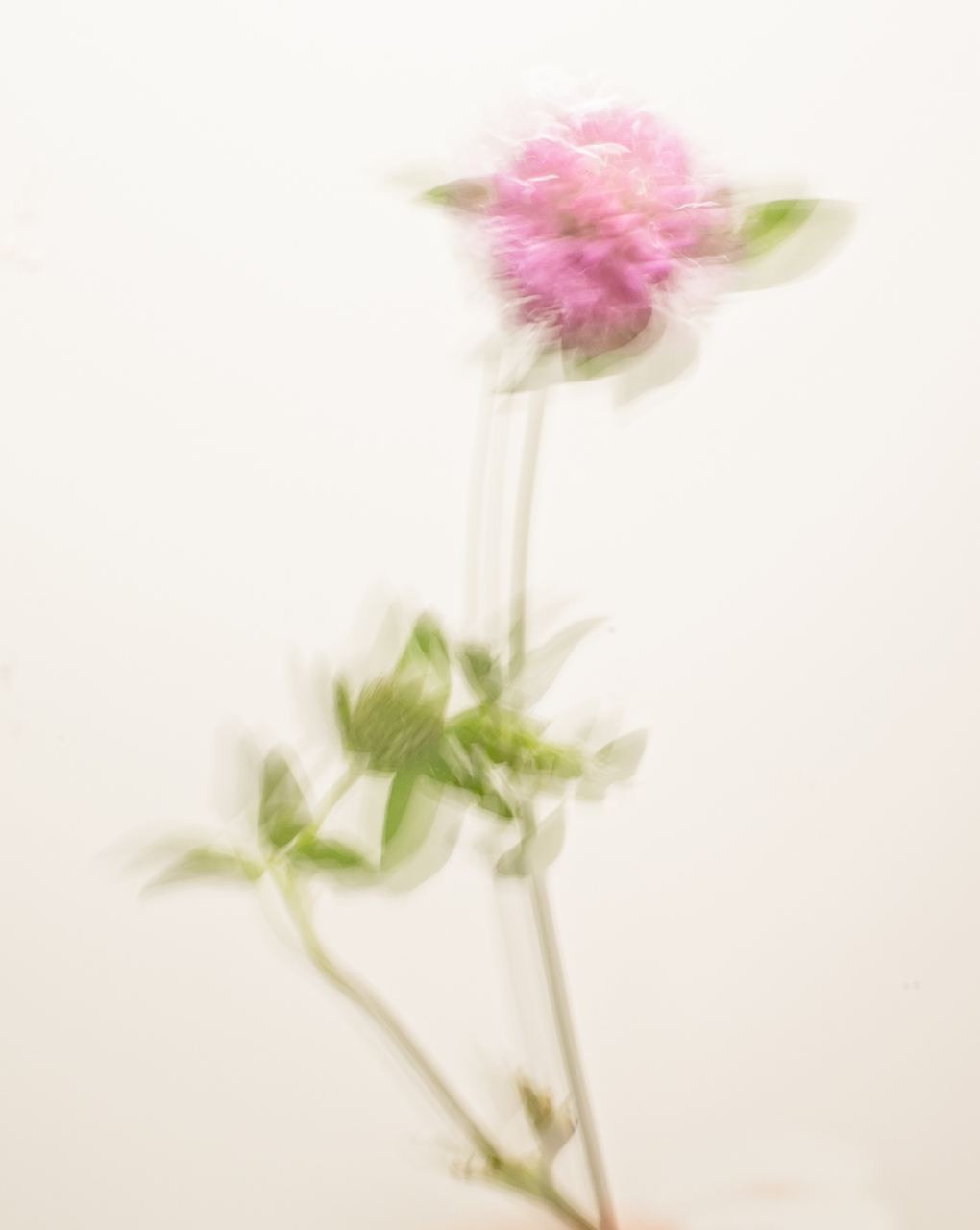 Сорняки. Mixed-media Artist Irina Sokolova