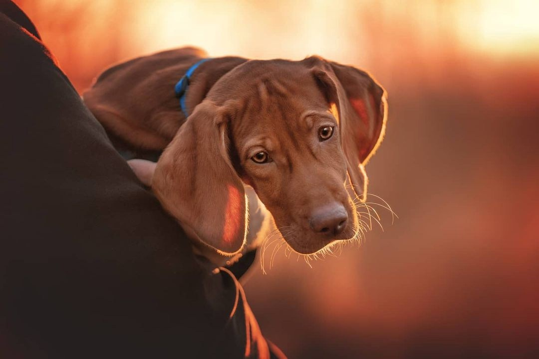 Трисс. Фотограф анималист Осипчикова Мария