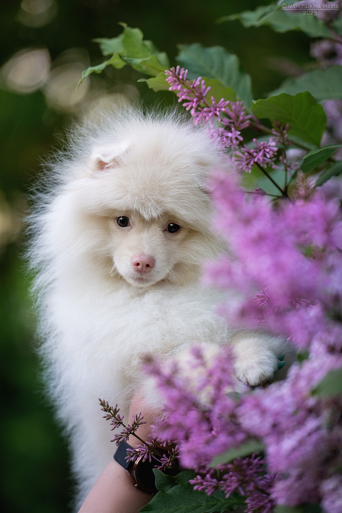 Фотосессия щенков на продажу. Фотограф собак в Москве и Московской области Иванушкина Мария