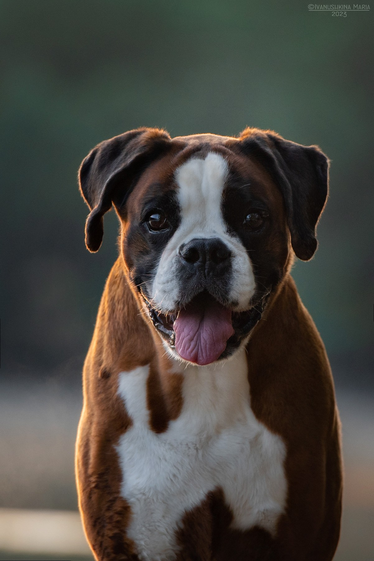 немецкий боксер