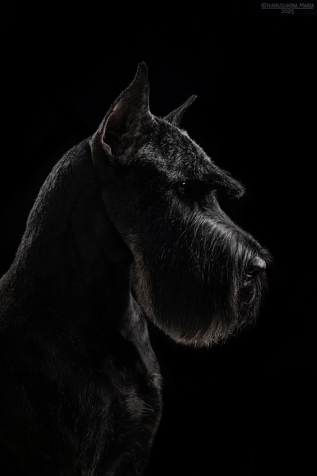 Фотосессия собаки в студии. Фотограф собак в Москве и Московской области Иванушкина Мария