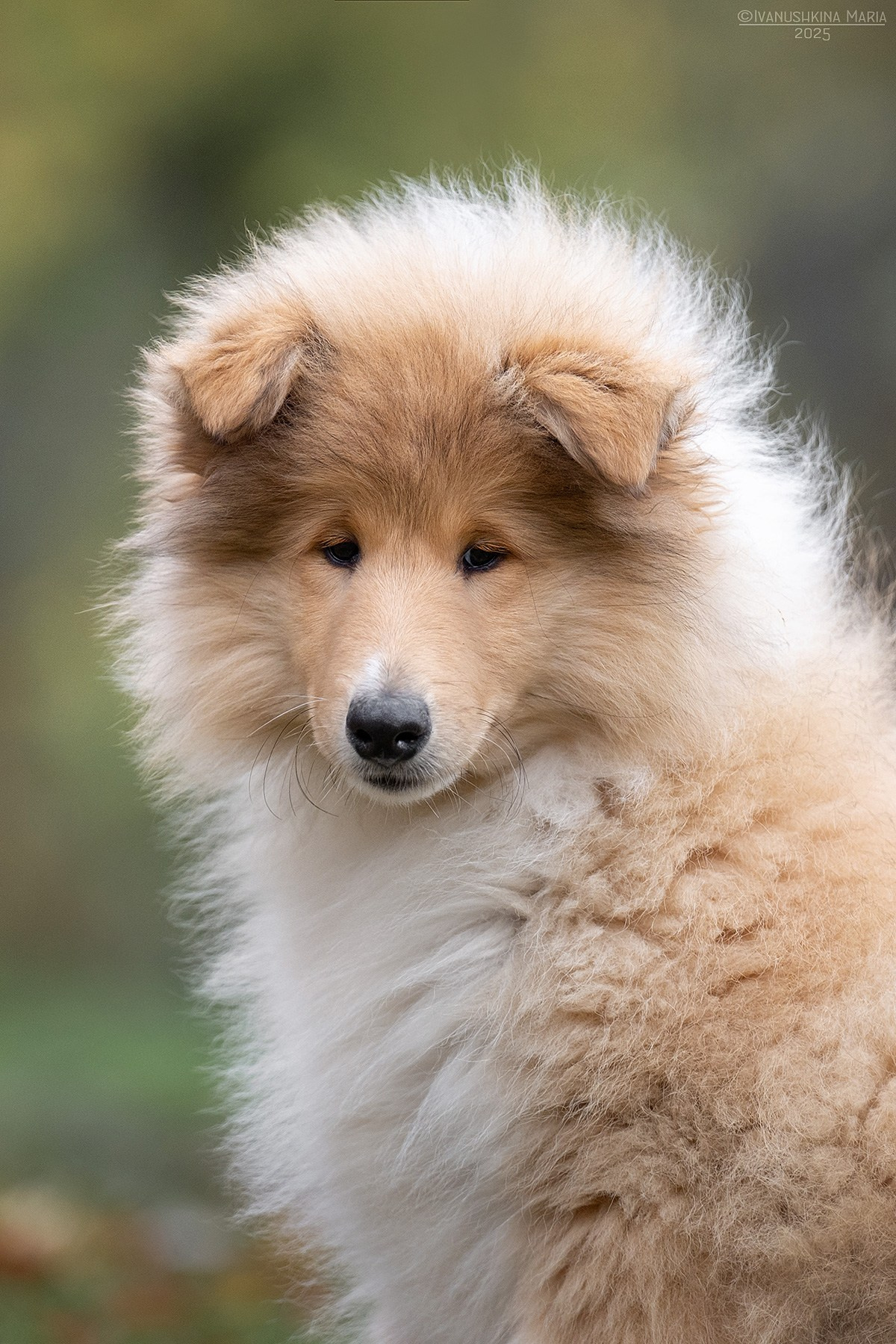 Фотосессия щенков на продажу. Фотограф собак в Москве и Московской области Иванушкина Мария