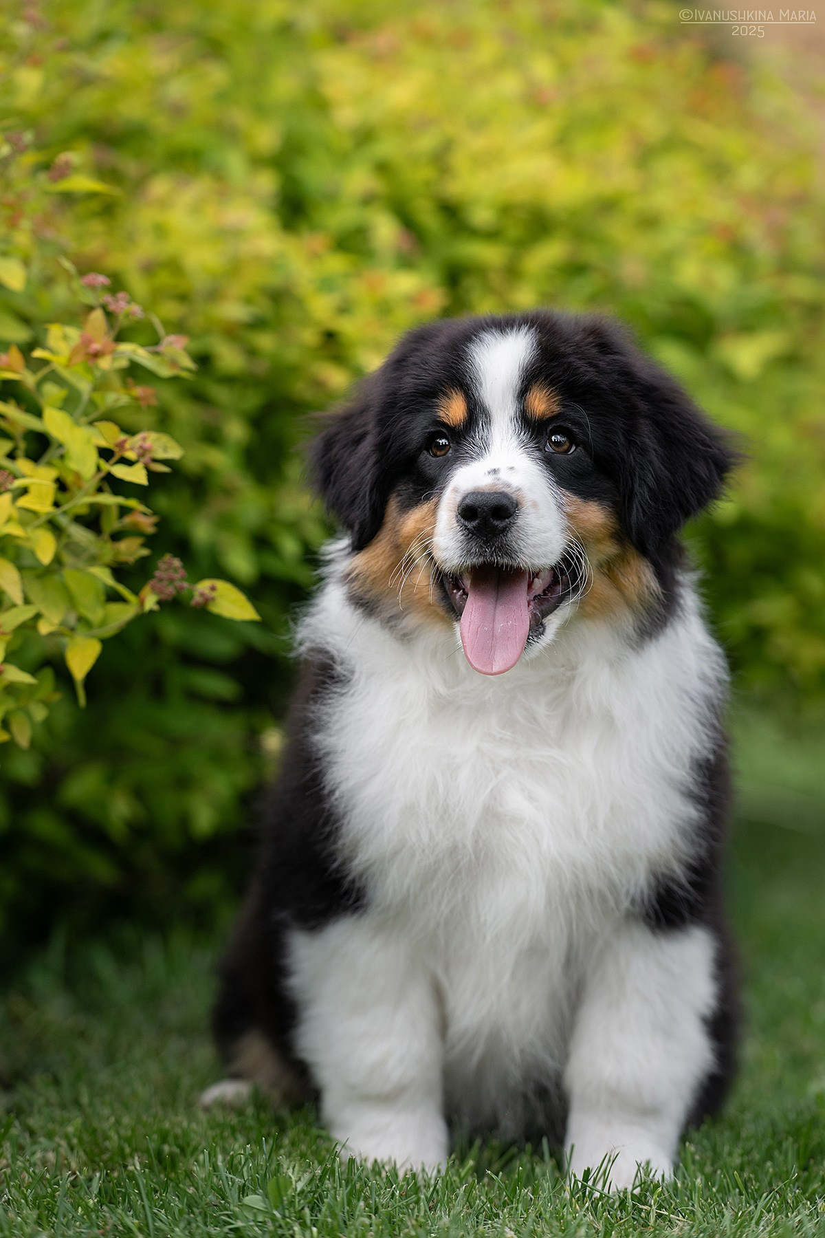Фотосессия щенков на продажу. Фотограф собак в Москве и Московской области Иванушкина Мария