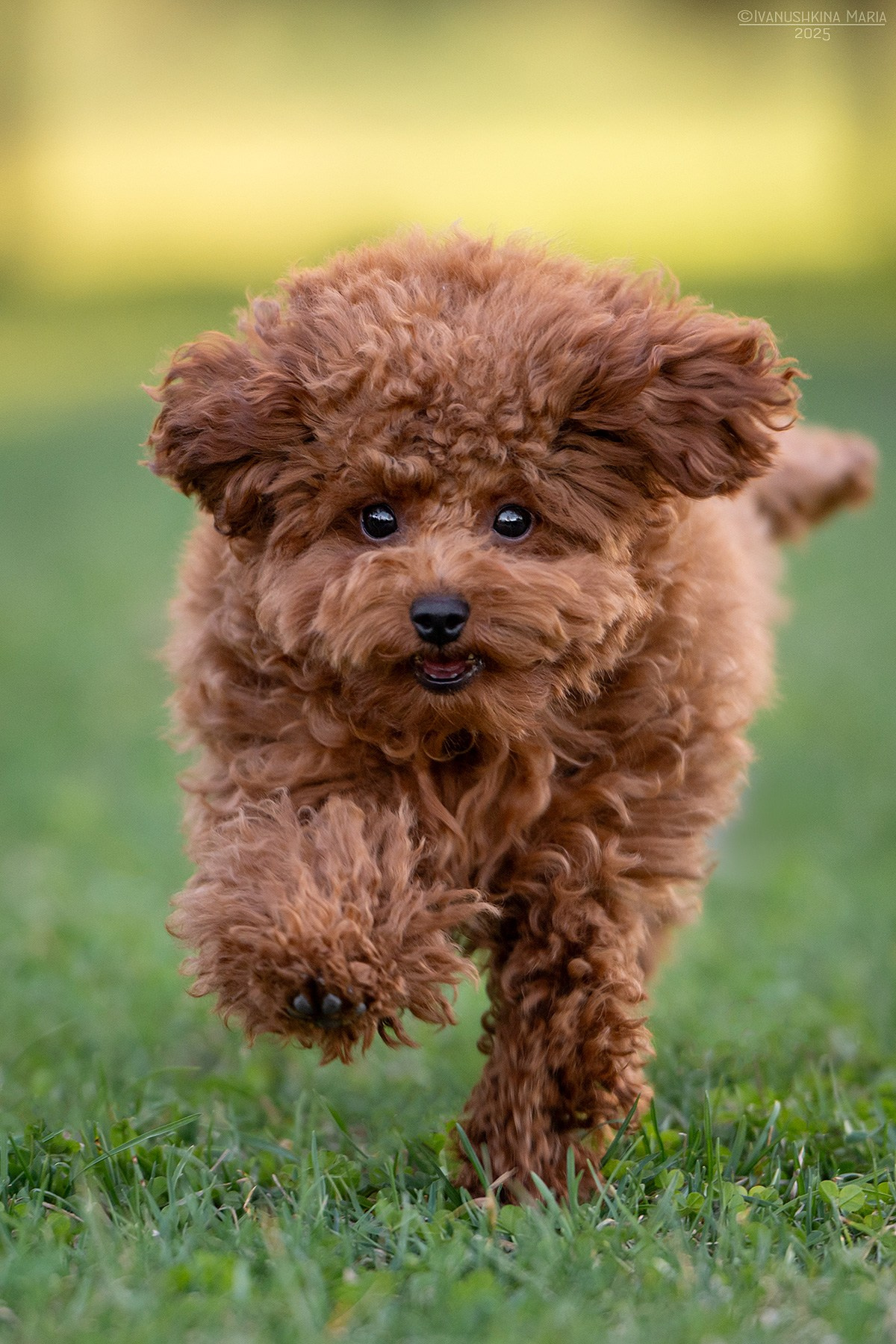 Фотосессия щенков на продажу. Фотограф собак в Москве и Московской области Иванушкина Мария