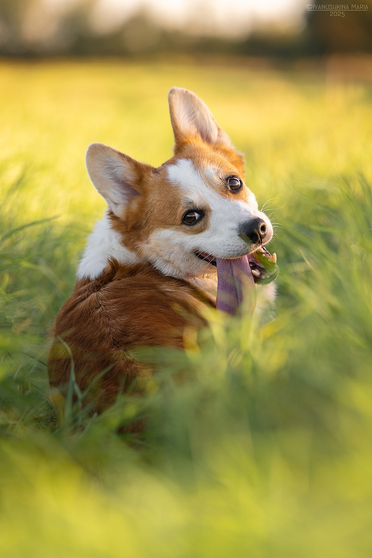 Фотограф-анималист. Фотограф собак в Москве и Московской области Иванушкина Мария