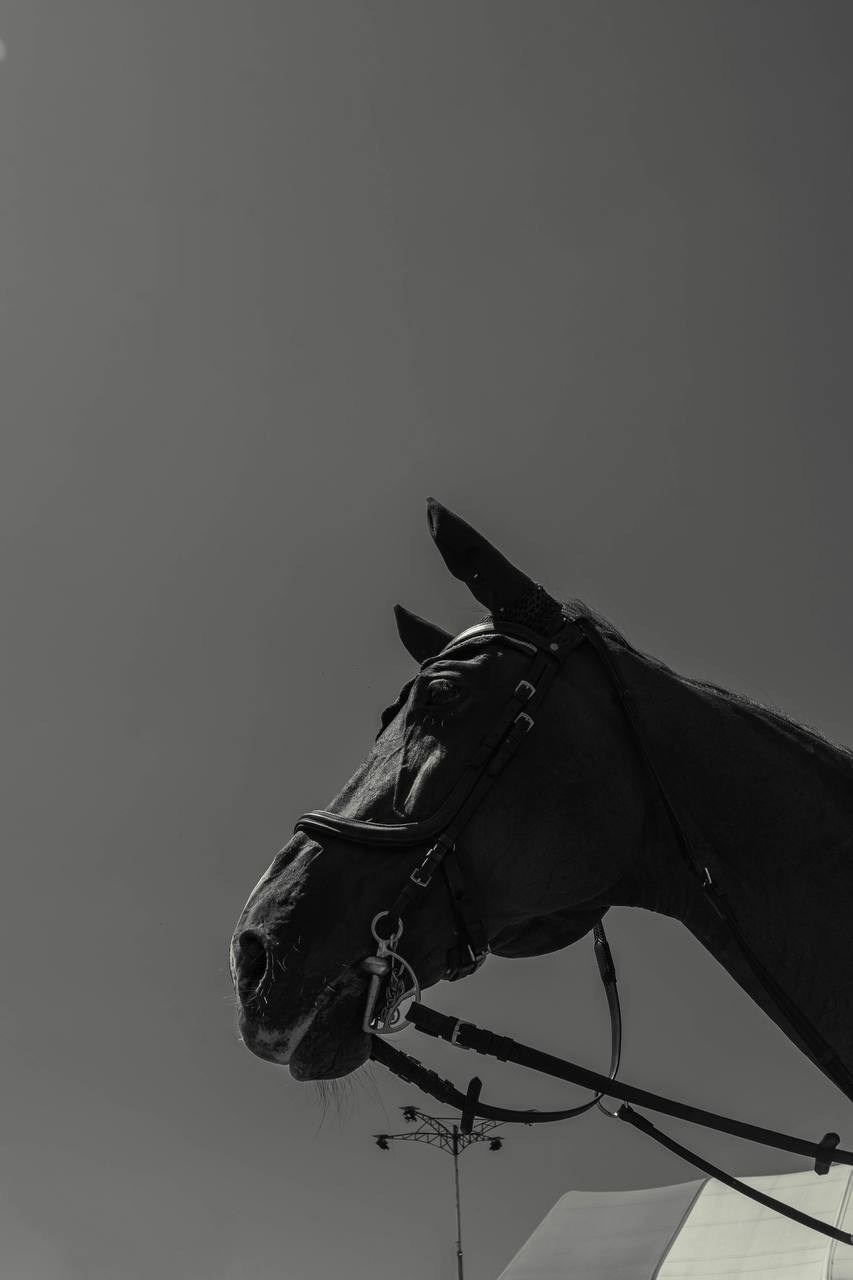 Фотосессия на конюшне в Сочи. Портфолио фотографа Анастасии Блохиной