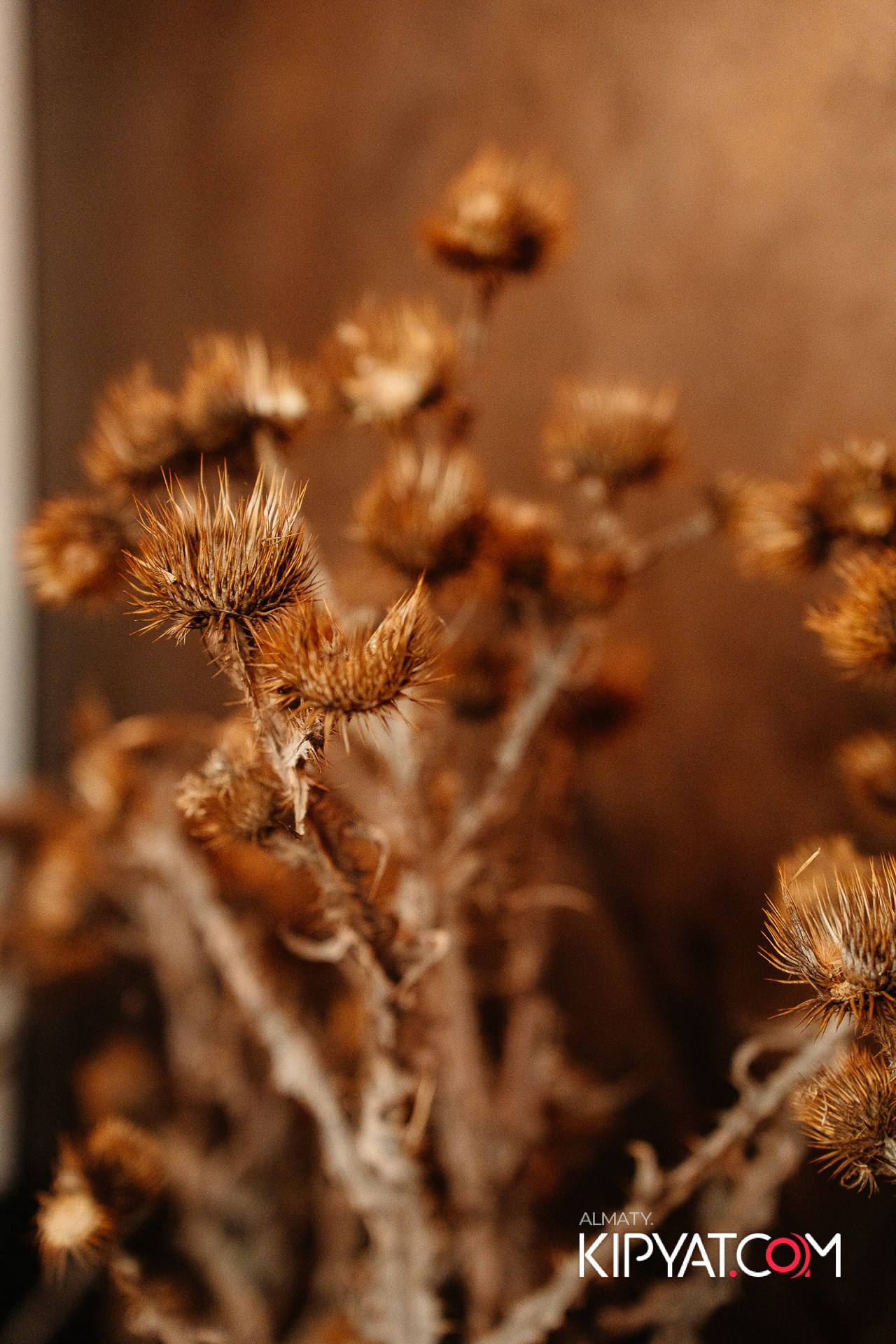 Халва. КИПЯТКОМ АЛМАТЫ!