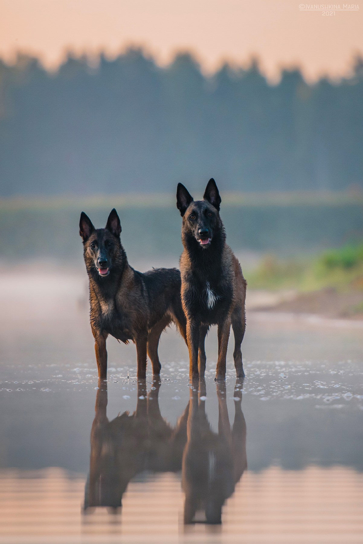 Фотограф-анималист. Фотограф собак в Москве и Московской области Иванушкина Мария