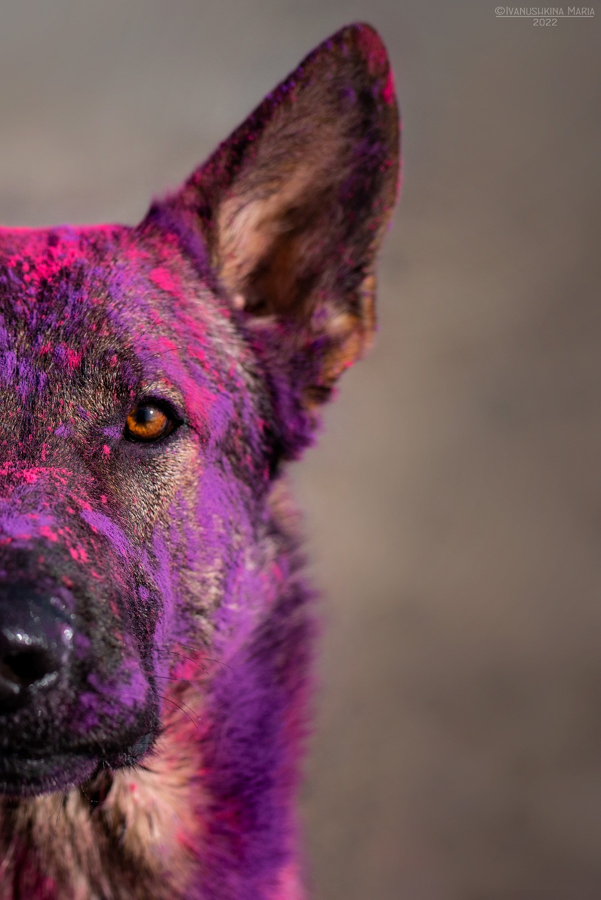 Фотосессия собаки с красками холи. Фотограф собак в Москве и Московской области Иванушкина Мария