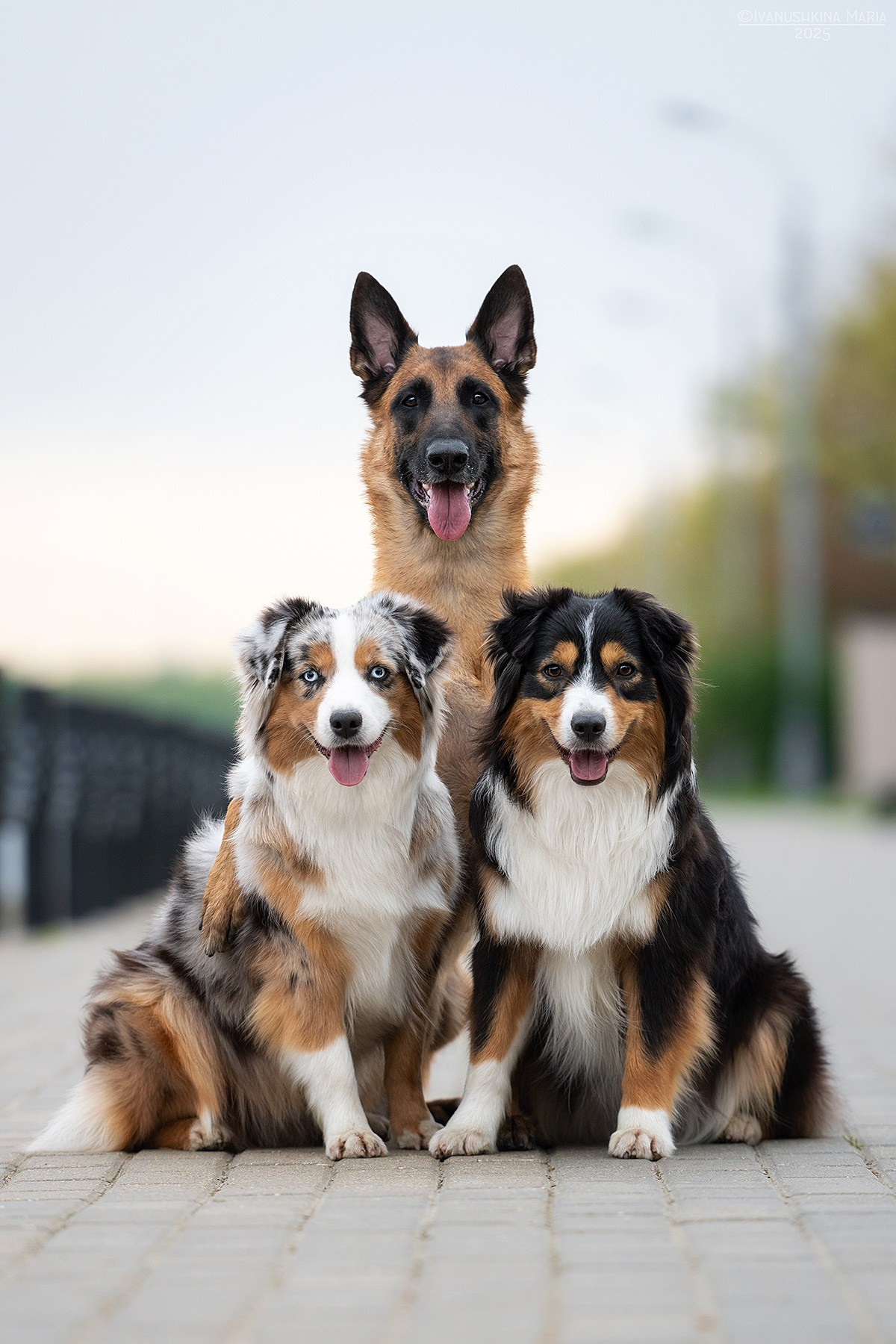 Фотограф-анималист. Фотограф собак в Москве и Московской области Иванушкина Мария