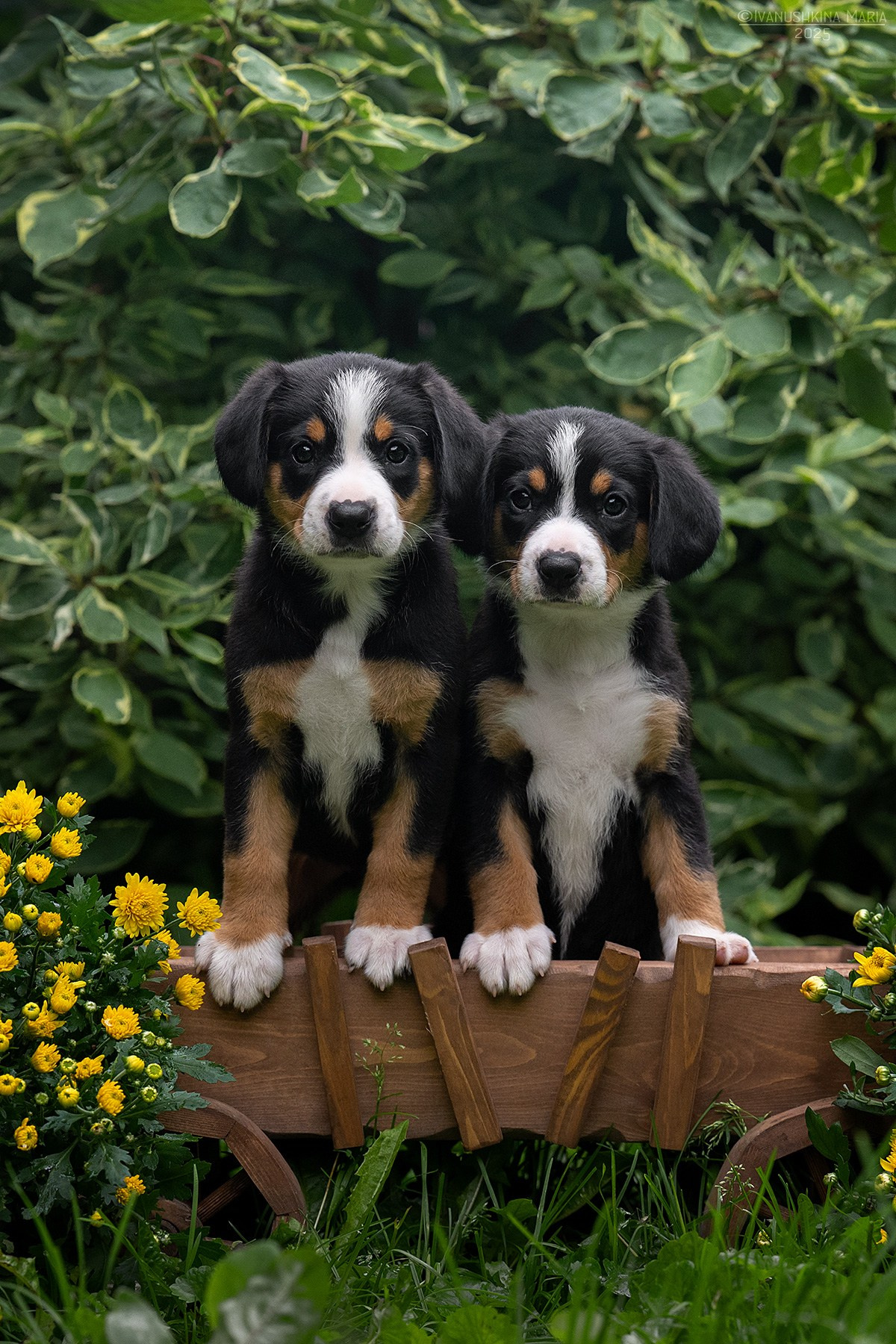 Фотосессия щенков на продажу. Фотограф собак в Москве и Московской области Иванушкина Мария