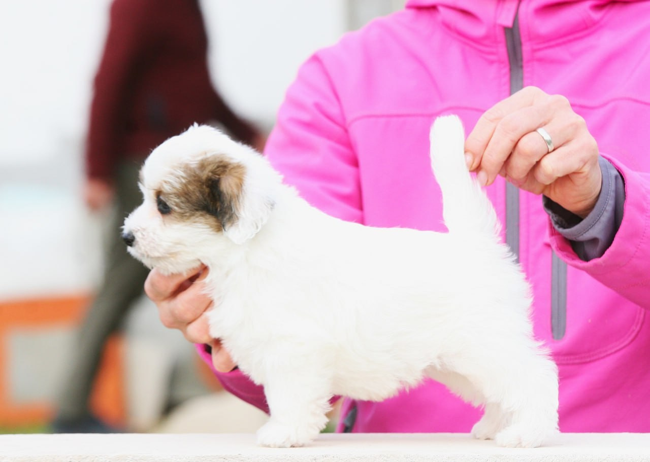 Кобель. Lovely Orange kennel Jack Russell Terrier FCI/RKF