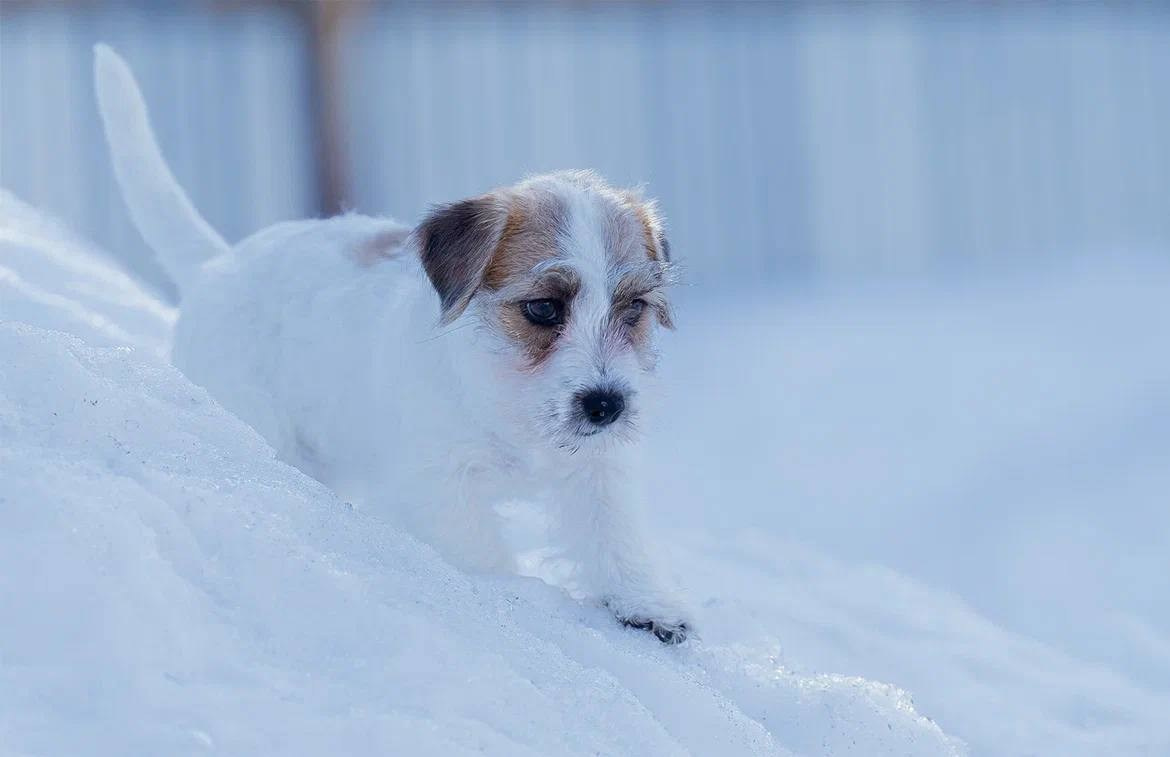 Сука 3. Lovely-Orange питомник джек рассел терьеров