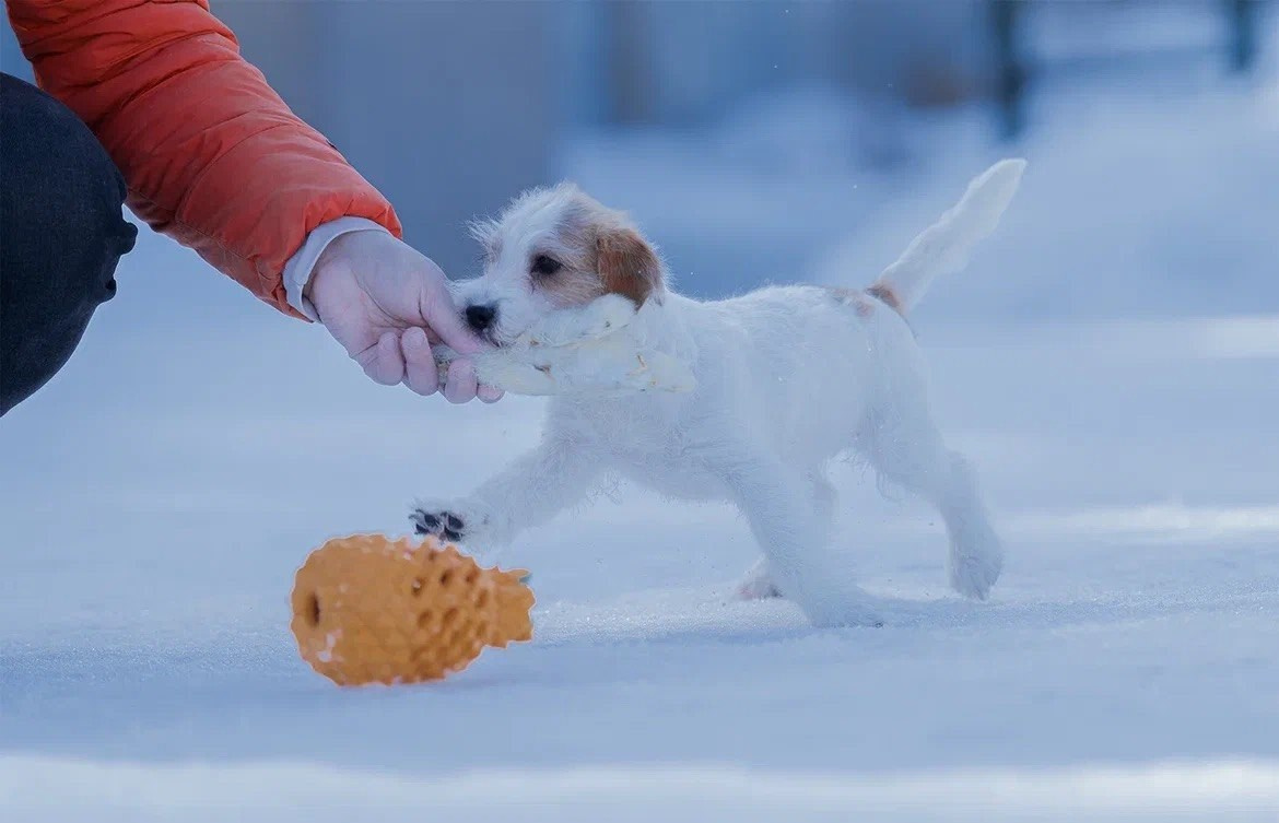 Сука 5. Lovely-Orange питомник джек рассел терьеров