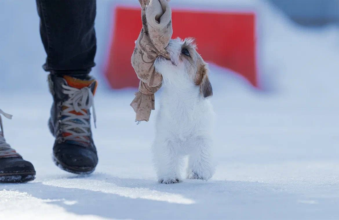 Сука 3. Lovely-Orange питомник джек рассел терьеров