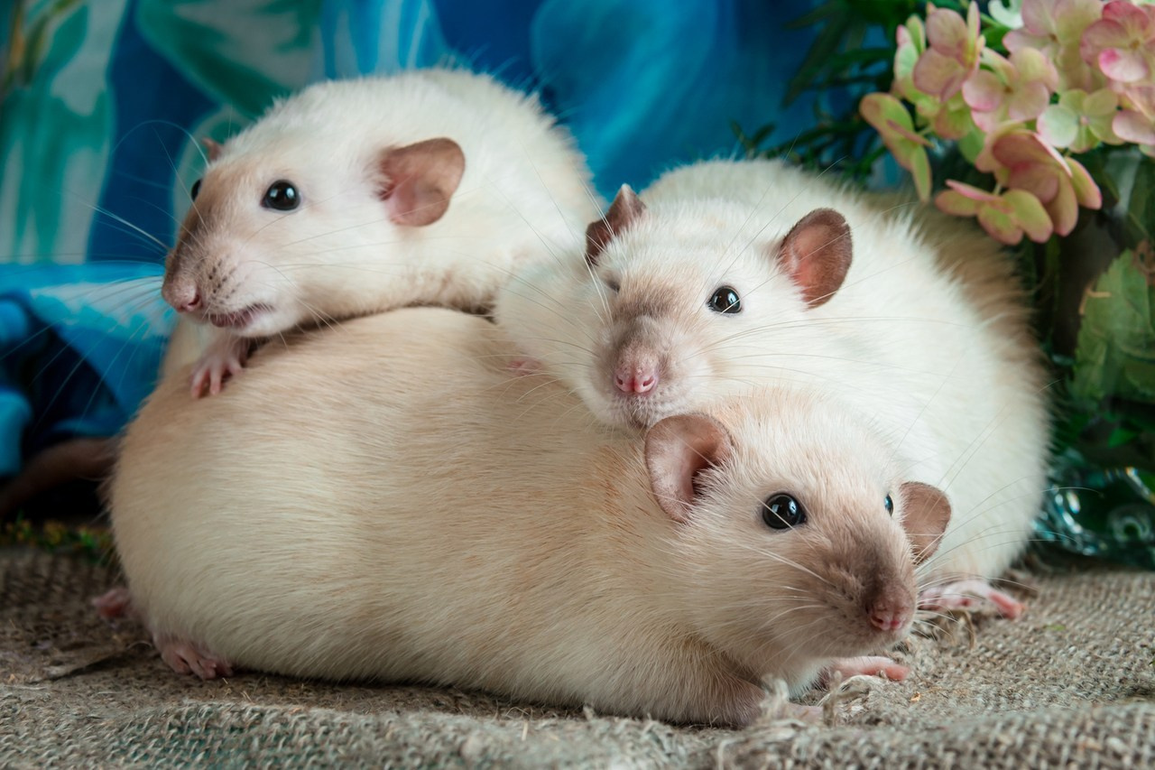 Ваш фотограф в Санкт-Петербурге. Фотограф Светлана Пажильцева