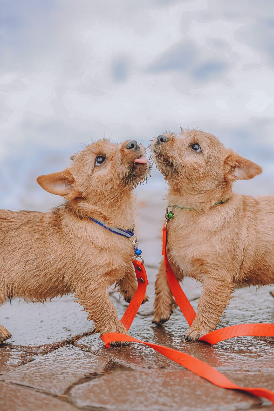 Курсы на фотографа-анималиста