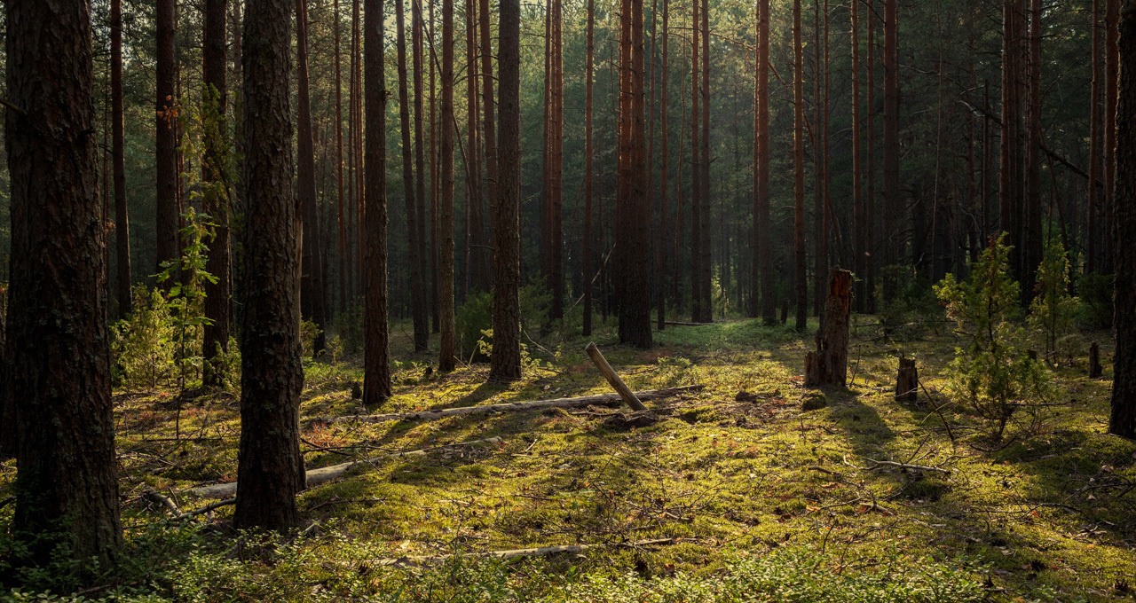 Пейзаж - Тверь, Тверская область