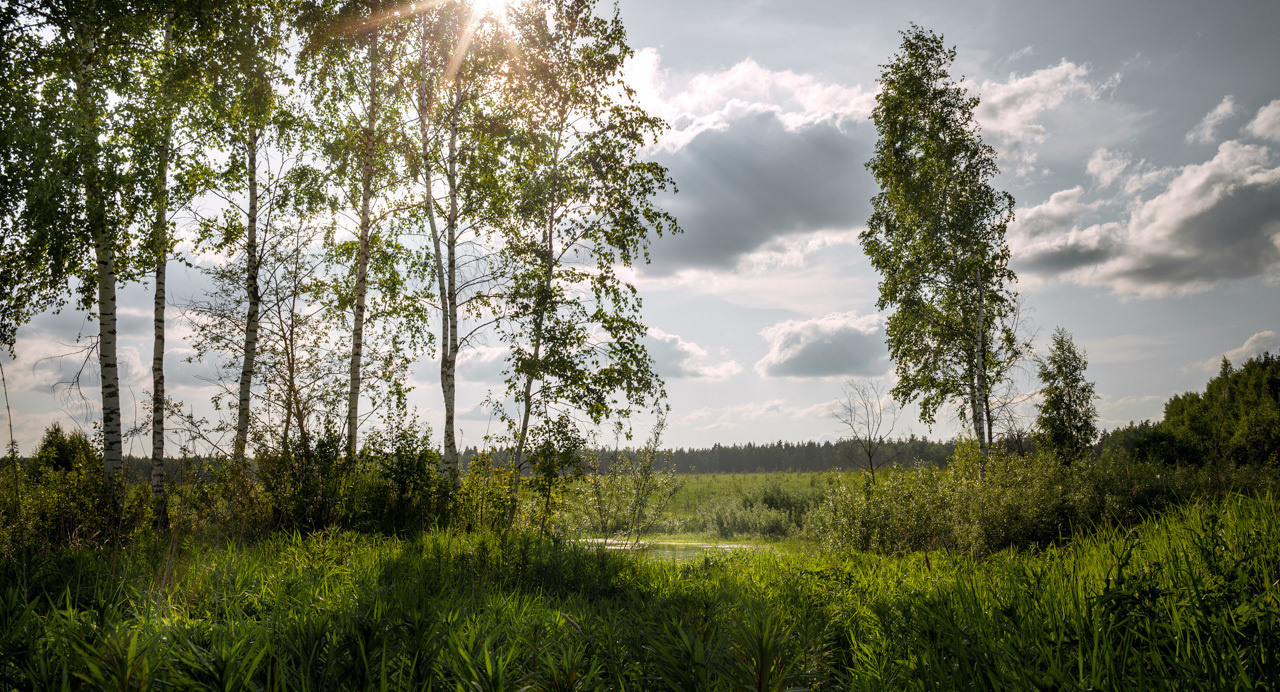 Пейзаж. Сухой ручей, Тверская область