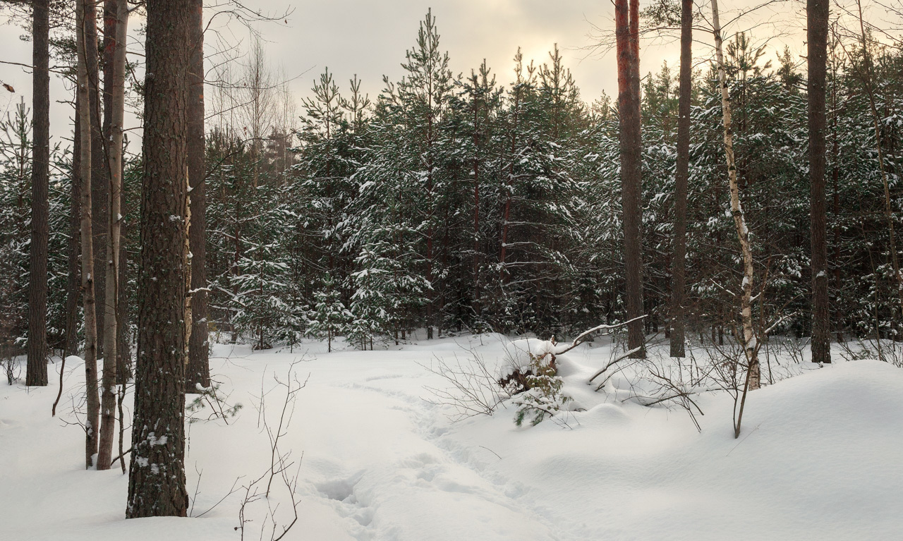 Зима. Чадово, Тверская область