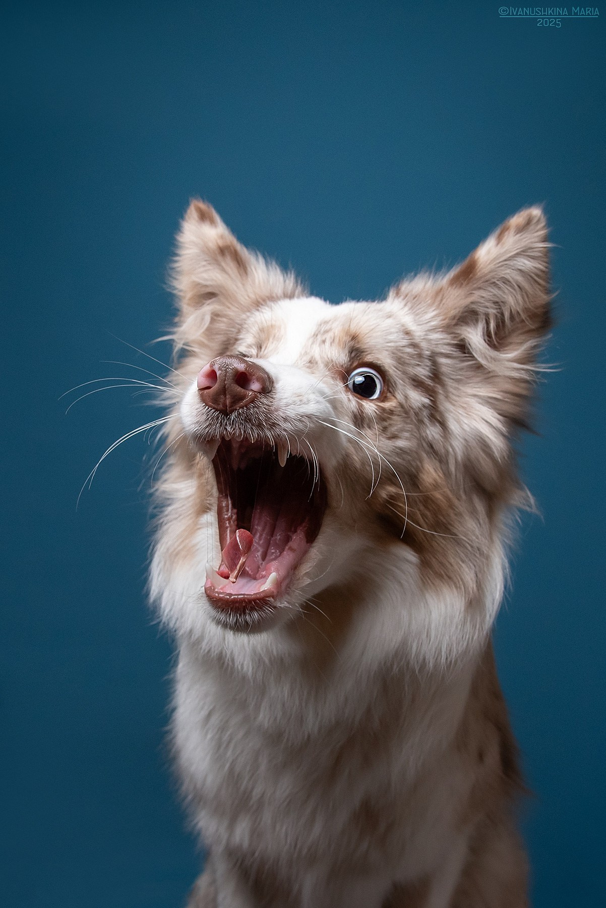 Фотосессия собаки в студии. Фотограф собак в Москве и Московской области Иванушкина Мария