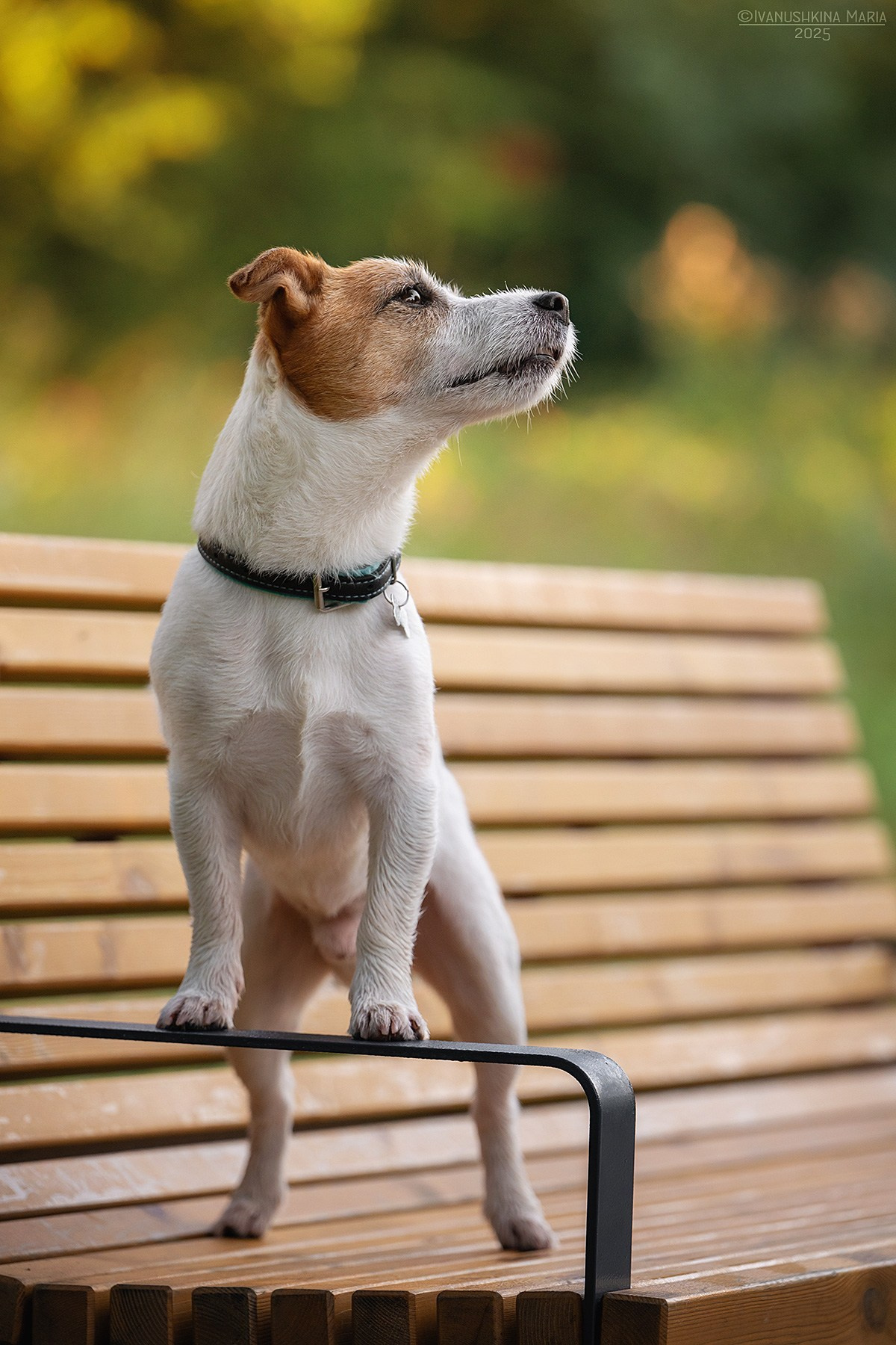 Фотограф-анималист. Фотограф собак в Москве и Московской области Иванушкина Мария