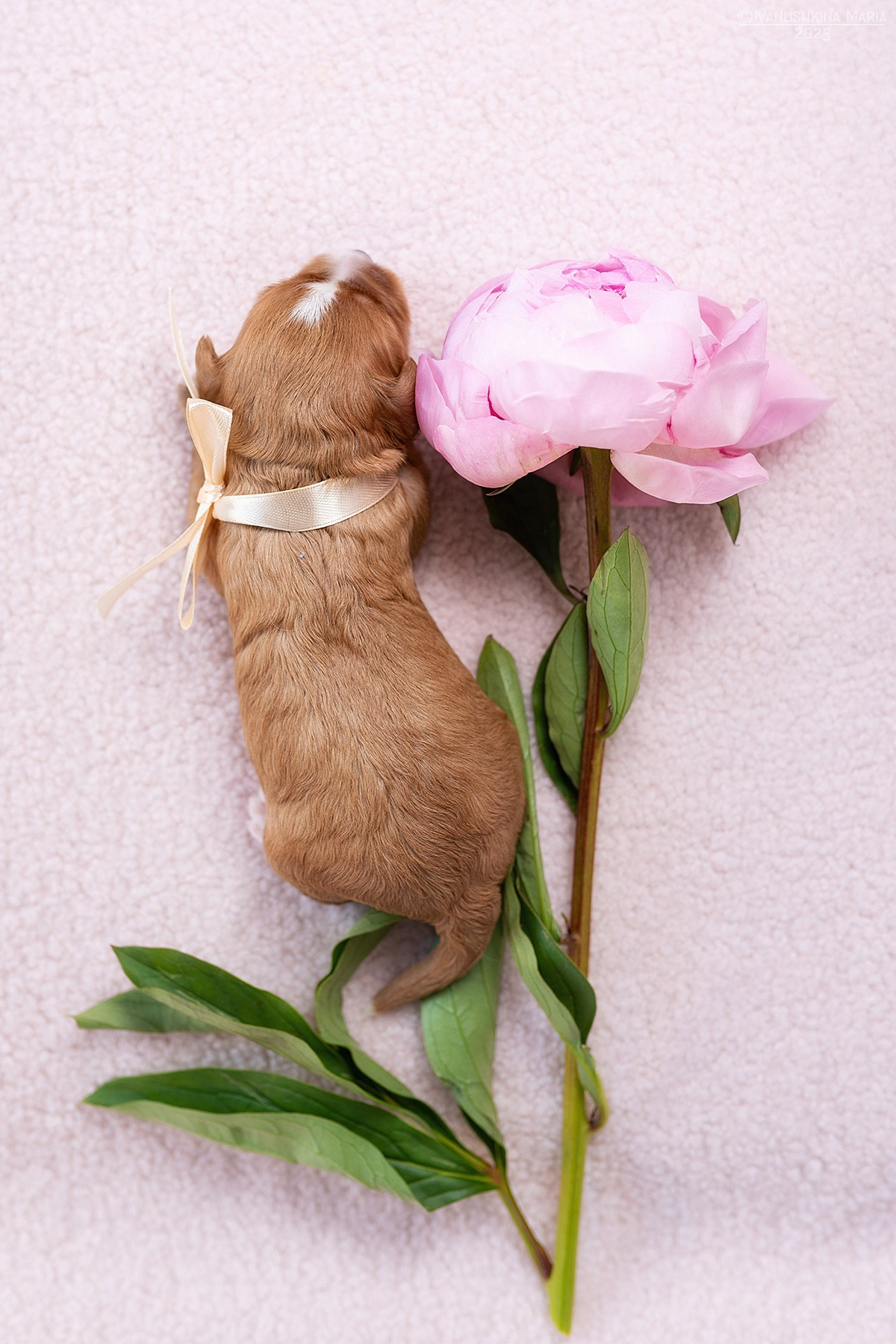 Ньюборн фотосессия щенков. Фотограф собак в Москве и Московской области Иванушкина Мария