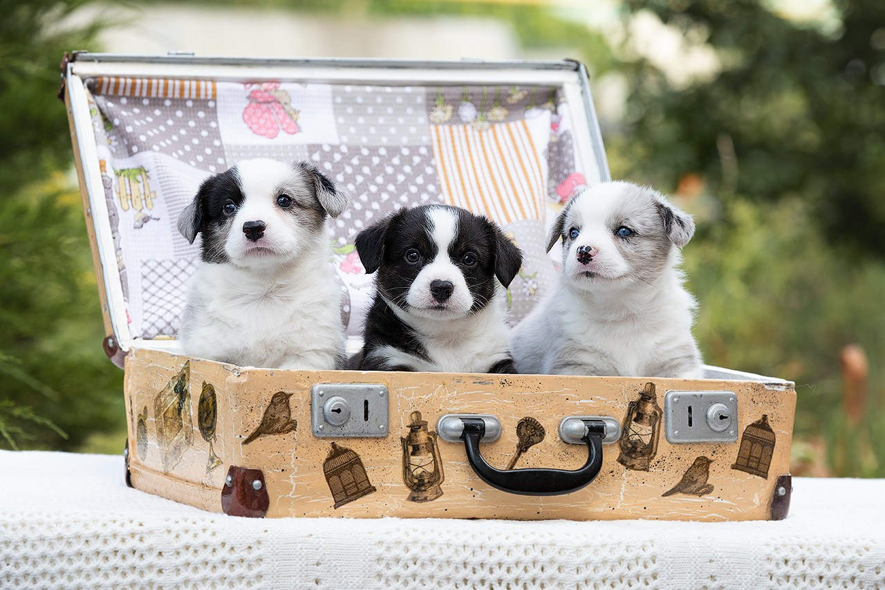 СЪЁМКА ЩЕНКОВ. Фотограф — анималист в Туле Юлия Лето