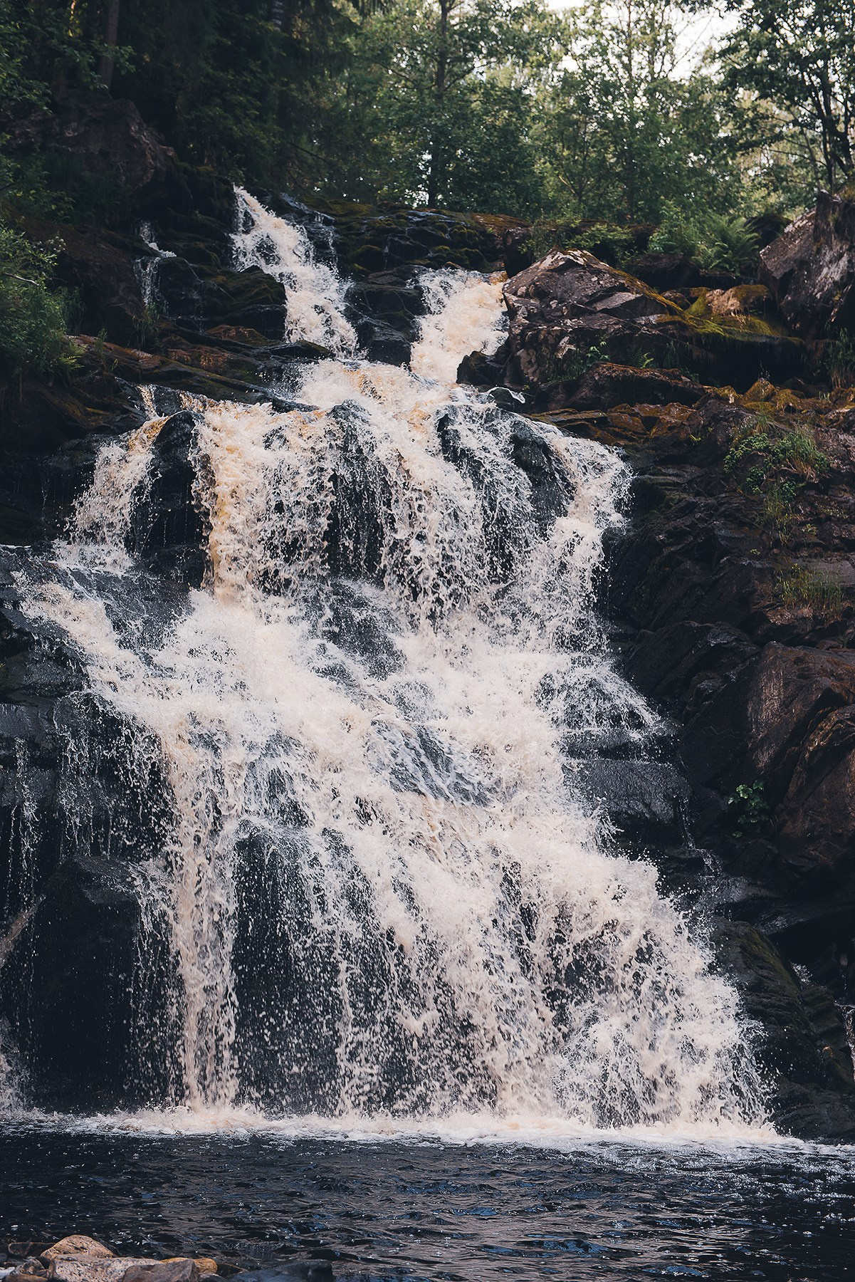 Карелия. Фотограф-анималист Наталья Светличная