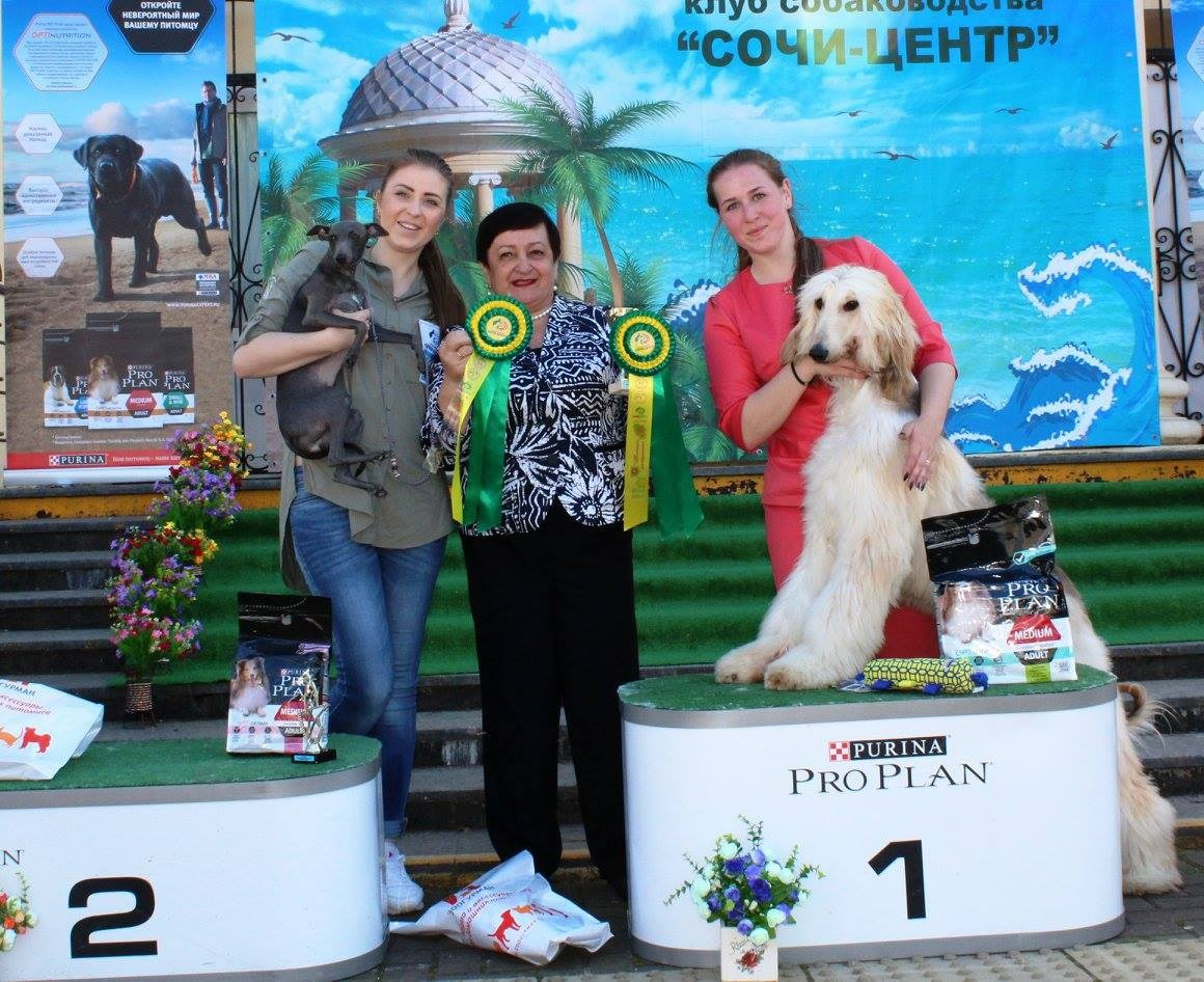 LYCORIS DREAMS BLUE DIAMOND «Evian». Профессиональный питомник левреток РКФ/FCI ASTI SAPPHIRE 💎 Сочи|Санкт-Петербург