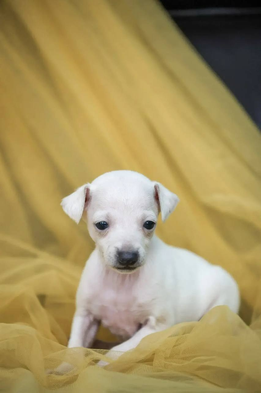 Белоснежные. Профессиональный питомник левреток РКФ/FCI ASTI SAPPHIRE 💎 Сочи|Санкт-Петербург