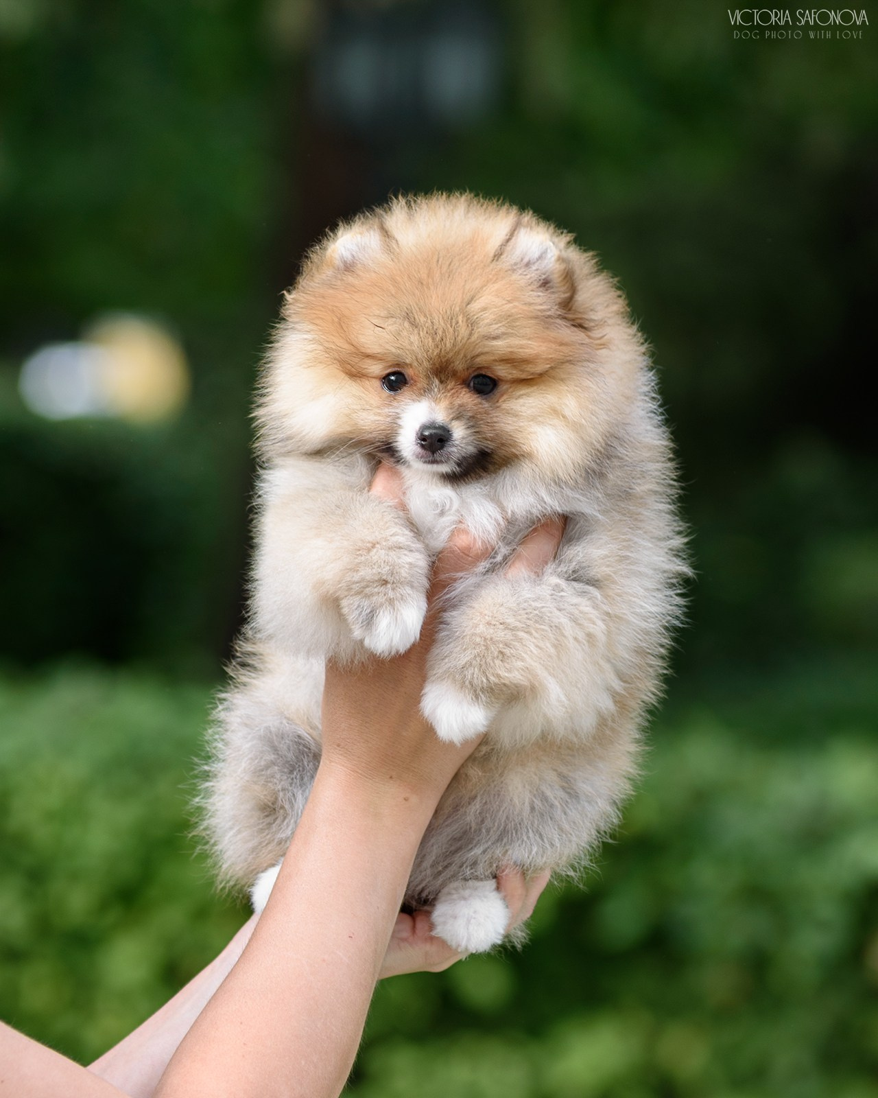 Шпицы 26.08.2023. Фотограф анималист Благовещенск. Сафонова Виктория