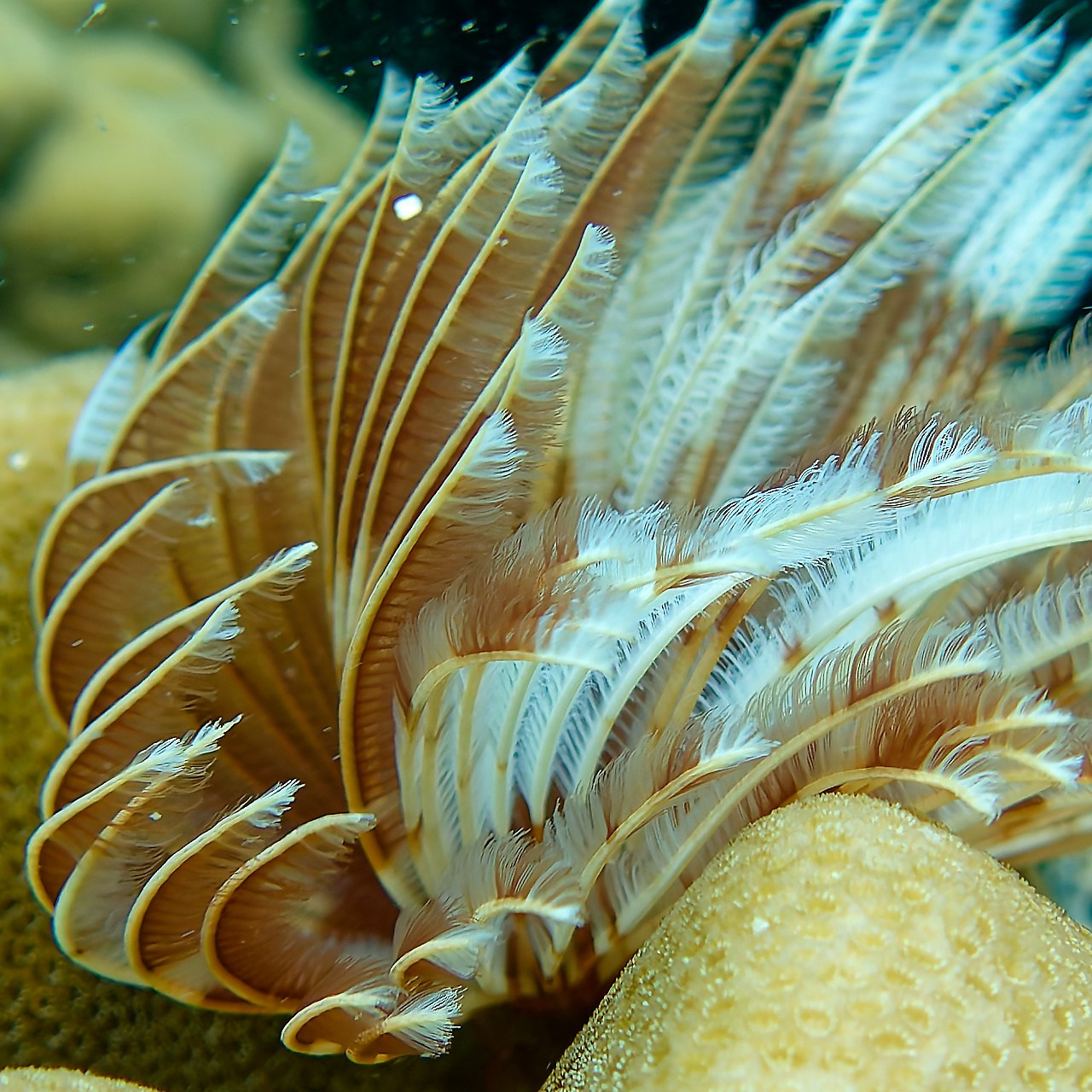 Мне посмотреть. Рыбов показываю