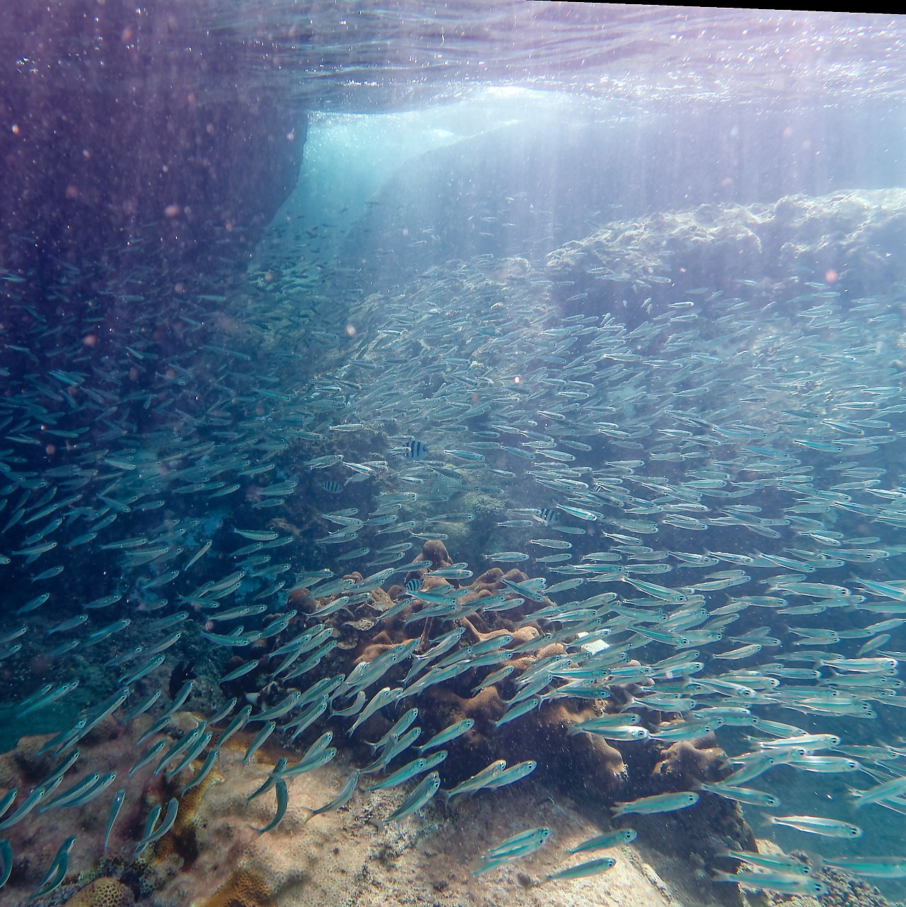 Мне посмотреть. Рыбов показываю