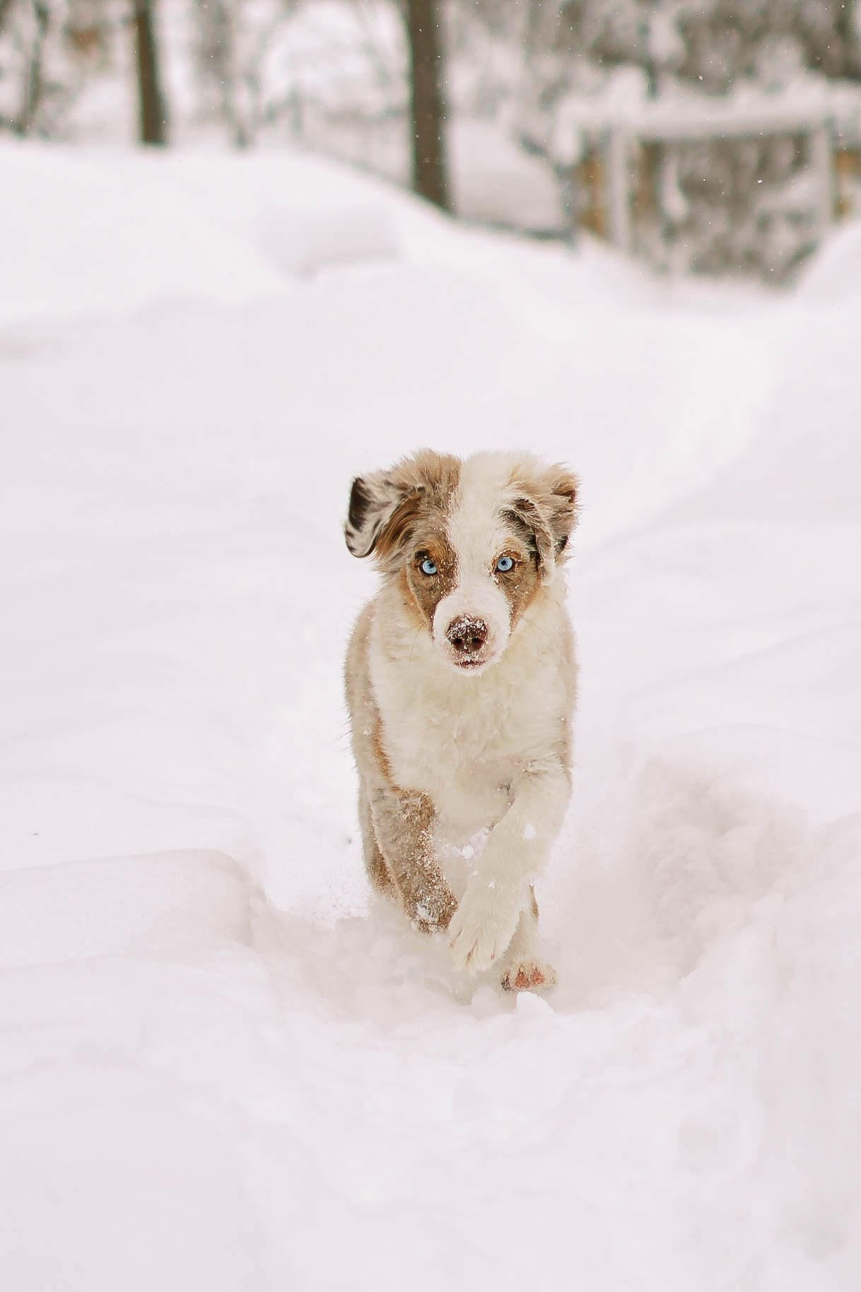 Миниатюрные американские овчарки. Прогулка в парке. Фотограф Александра Кузнецова