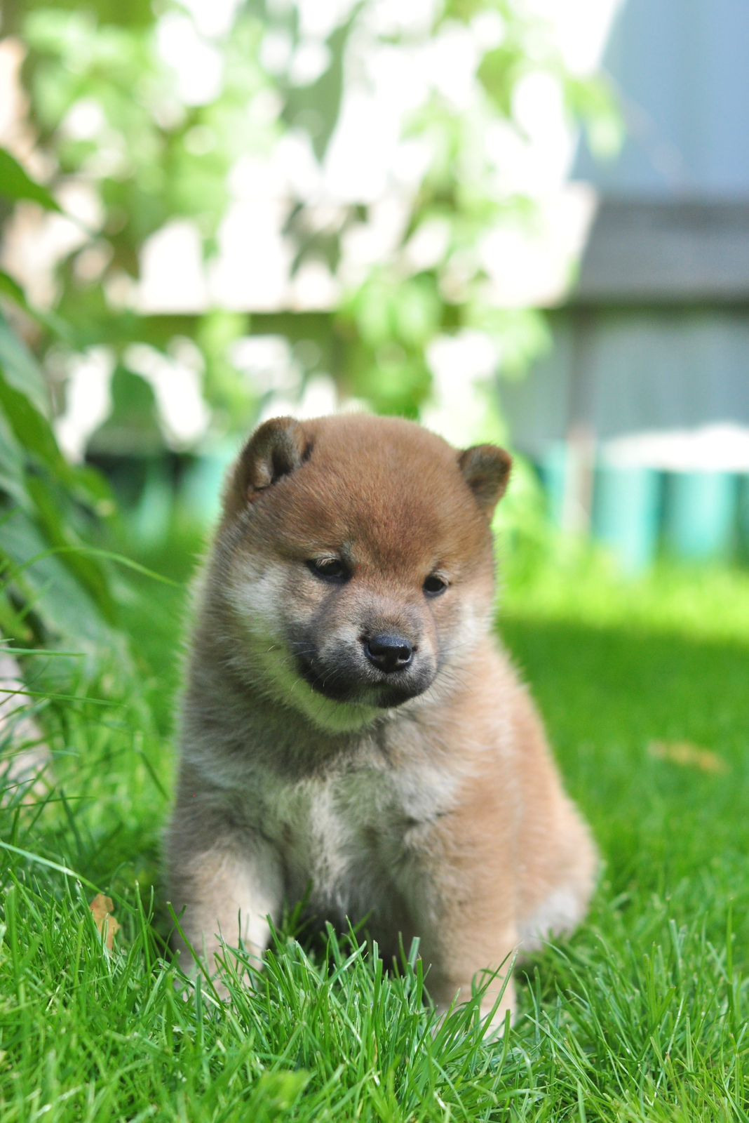 сиба питомник Рубилайт щенки на продажу rubylight  сиба щенки купить